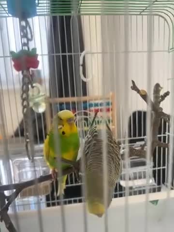 Budgerigars birds for sale: pair of budgies and a cage - Video 1