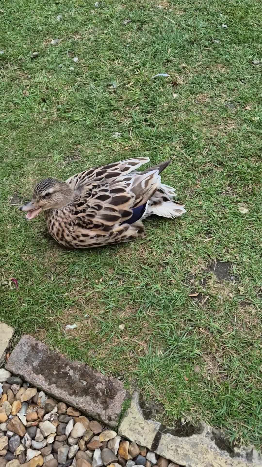 Ducks poultry for sale: 8 call duck ducklings for sale in Cambridge - Video 1