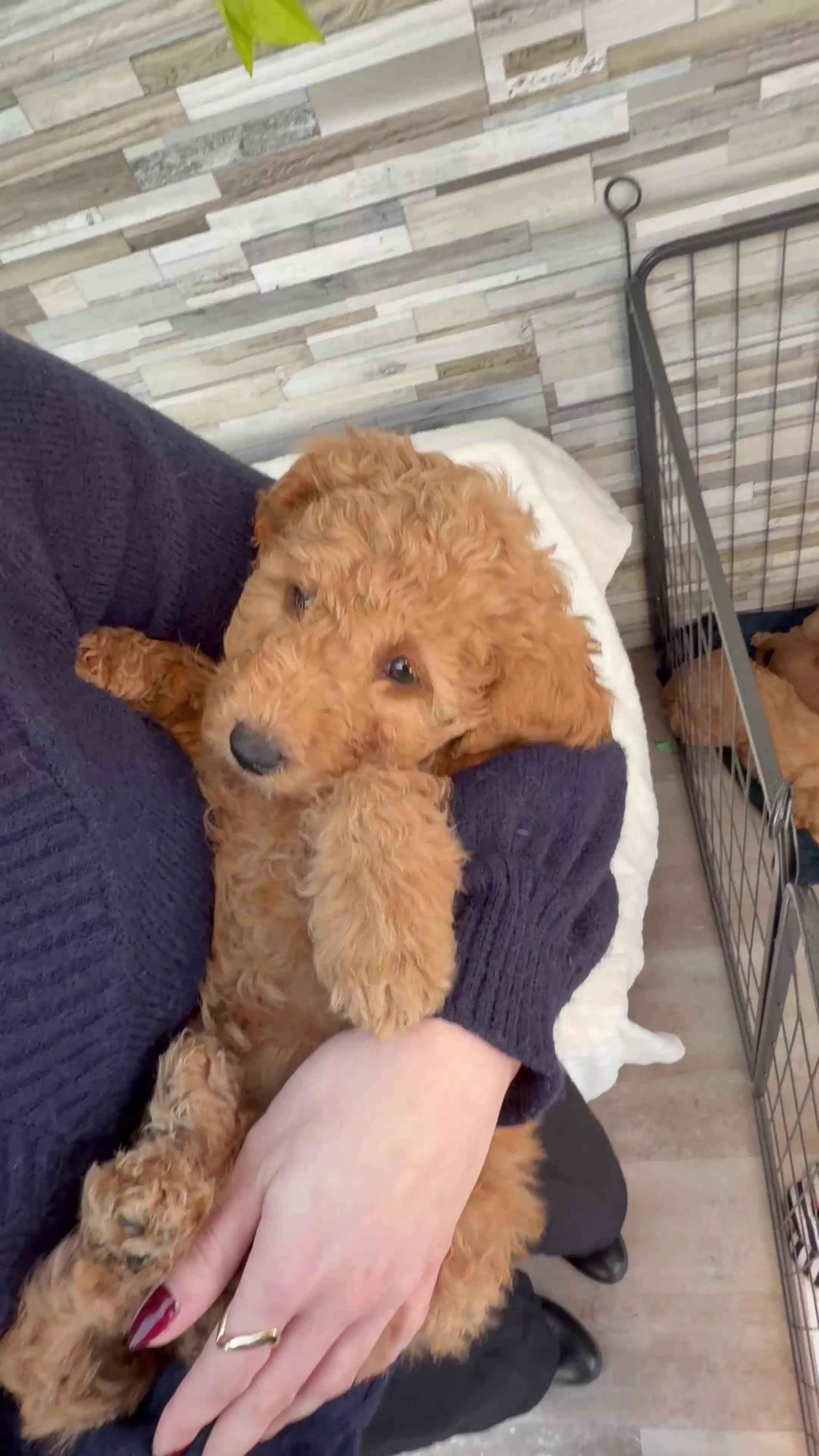 Mini Goldendoodle dogs for sale: Beautiful Miniature Goldendoodles Ready Now - Video 2