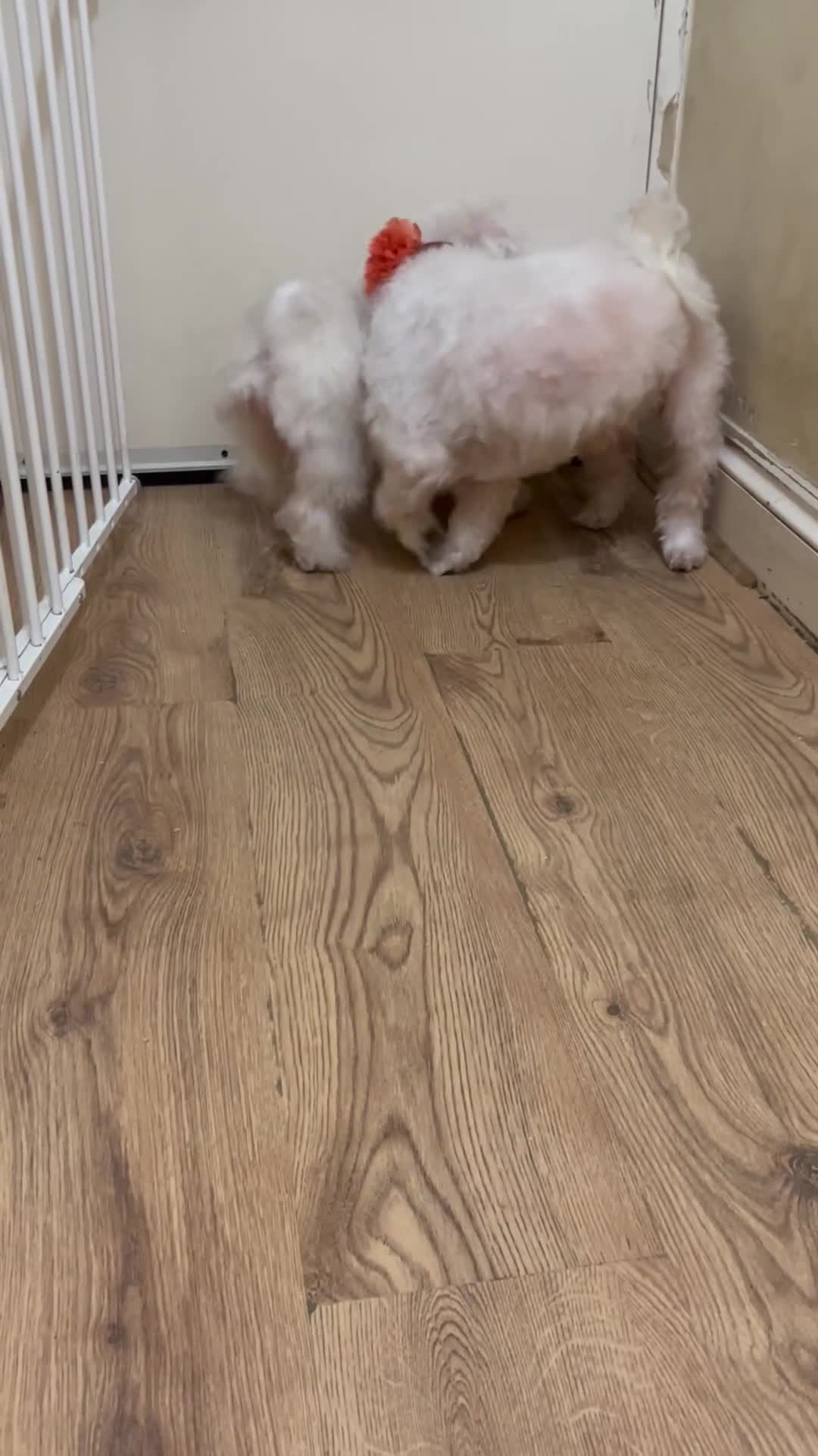 Havanese dogs for sale: Sweet Bella 🤗 - Video 2