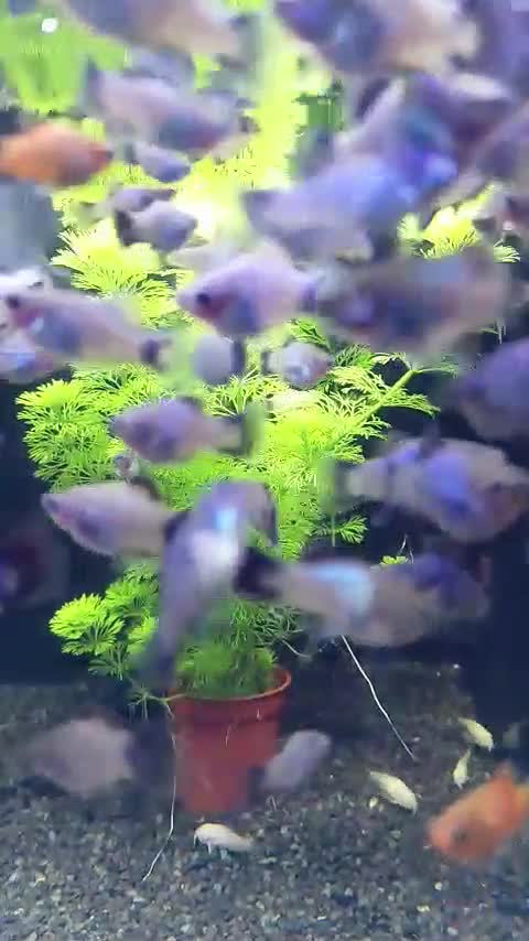 Live Bearers fish for sale: Quality Guppies, Platys, Swords, Mollies, Corys - Video 3