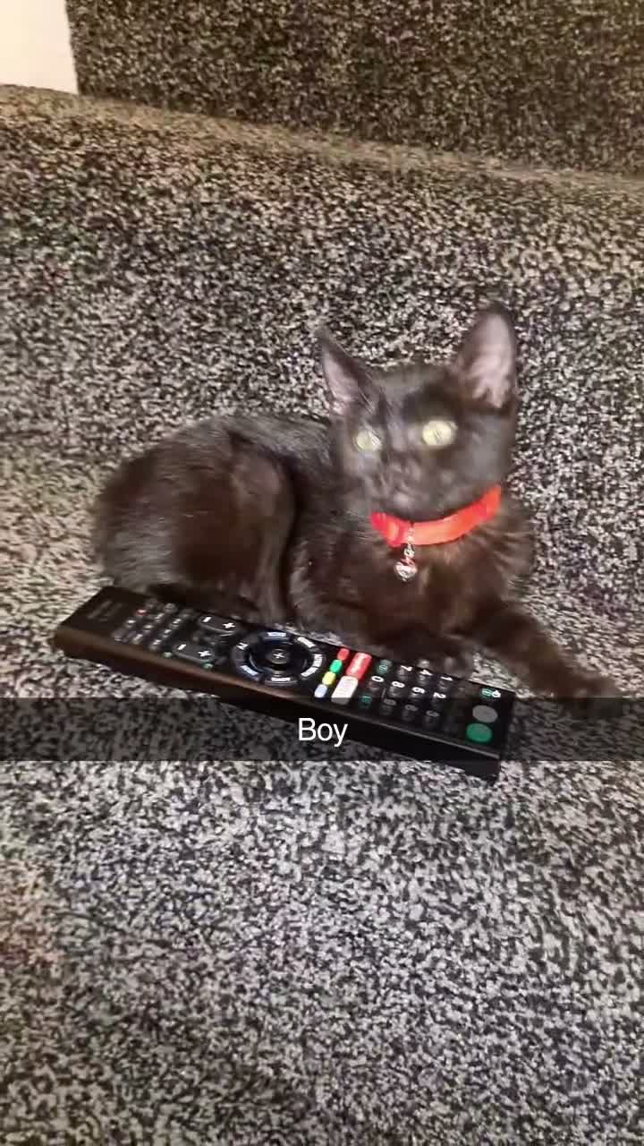 Mixed Breed cats for sale: Mother and 5 kittens  in Reading - Video 4