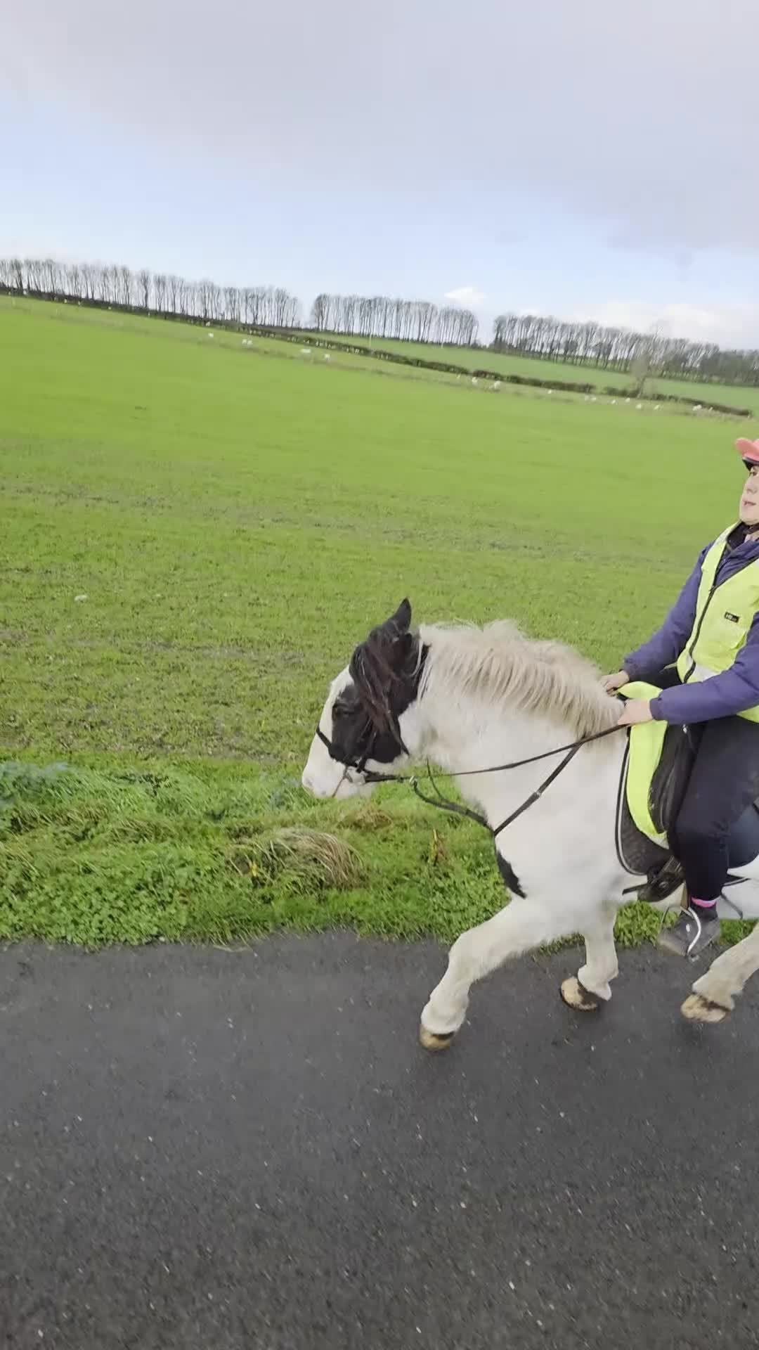 Irish Cob horses for sale: A.cob looking for a job - Video 1