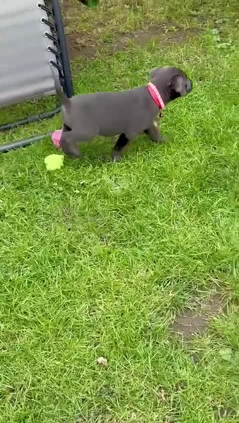 Labrador Retriever dogs for sale: Beautiful Silver Labrador pups  - Video 1