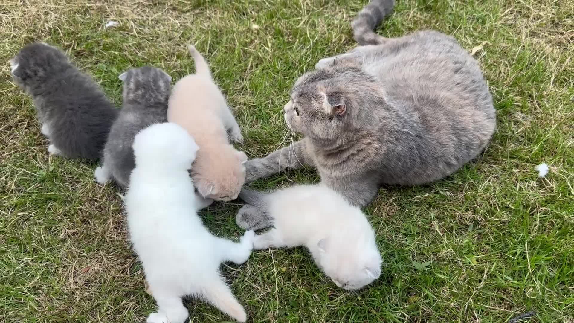 Scottish Fold cats for sale: Adorable Kittens Looking for Their Forever Homes🐾 - Video 2