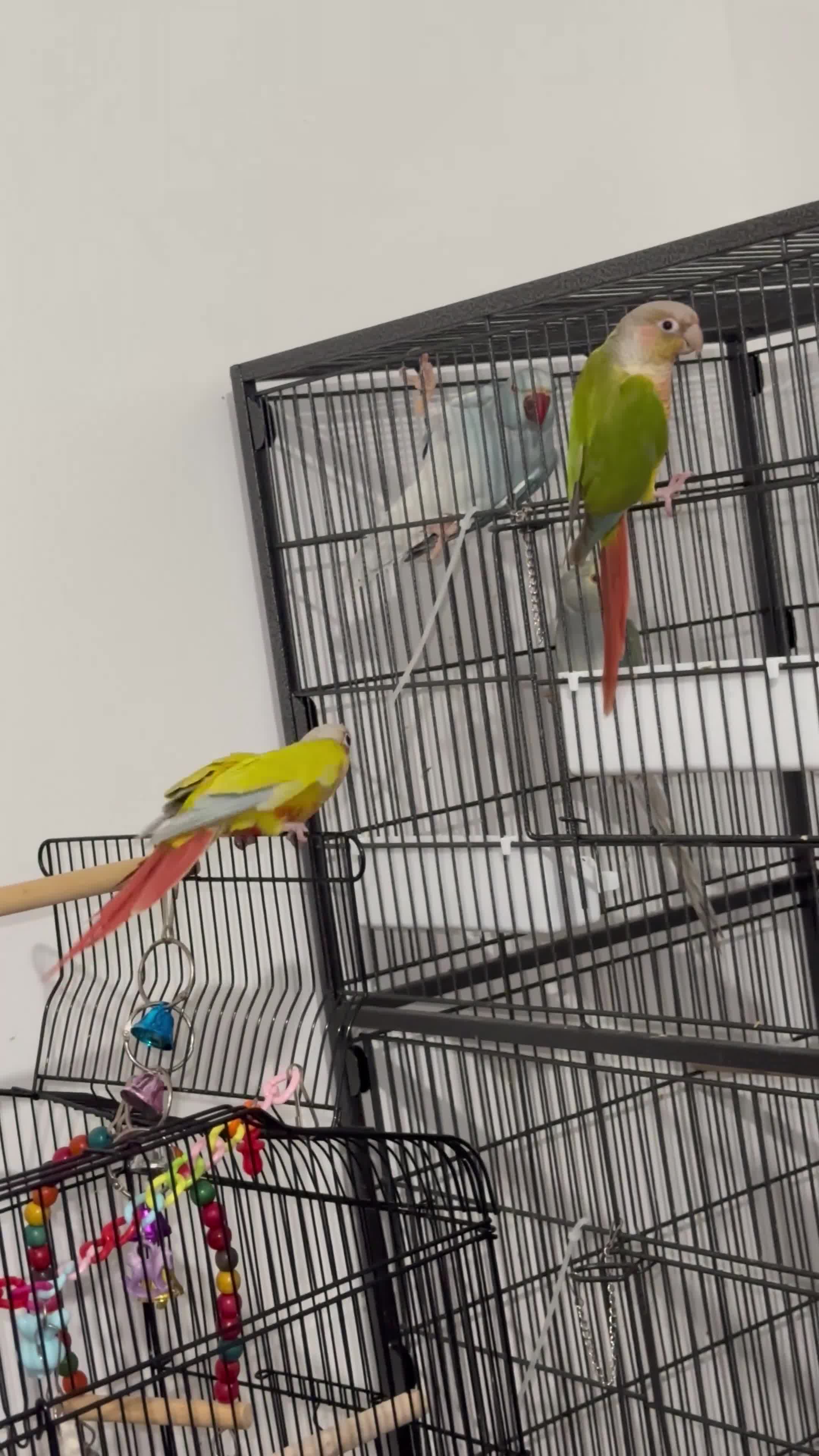 Canaries birds for sale: Bonded pair of Suncheek Conures breeding pair N 3y - Video 1