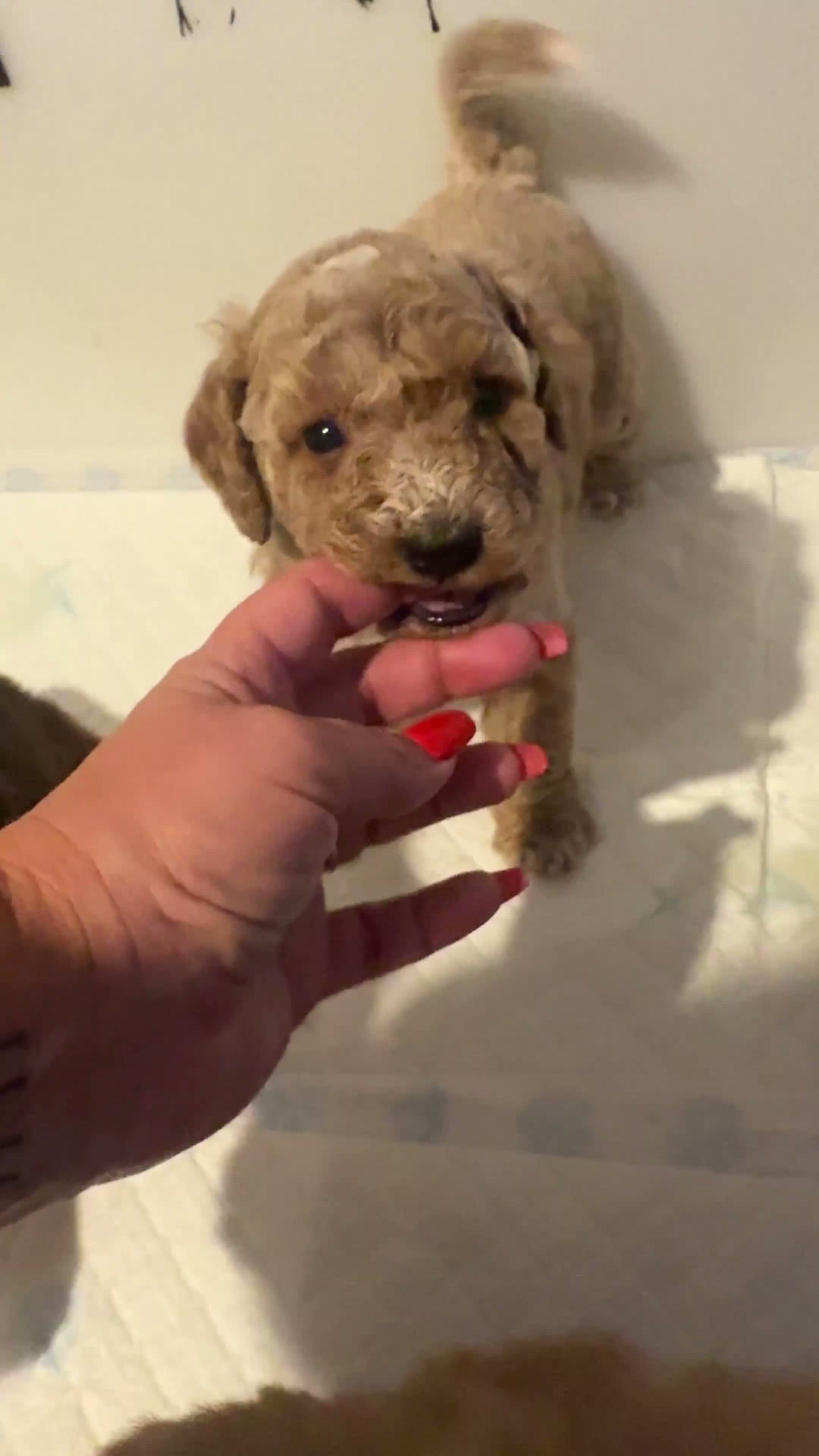 Cockapoo dogs for sale: 🌟 OUTSTANDING cockapoo puppies F1B 🌟 - Video 2