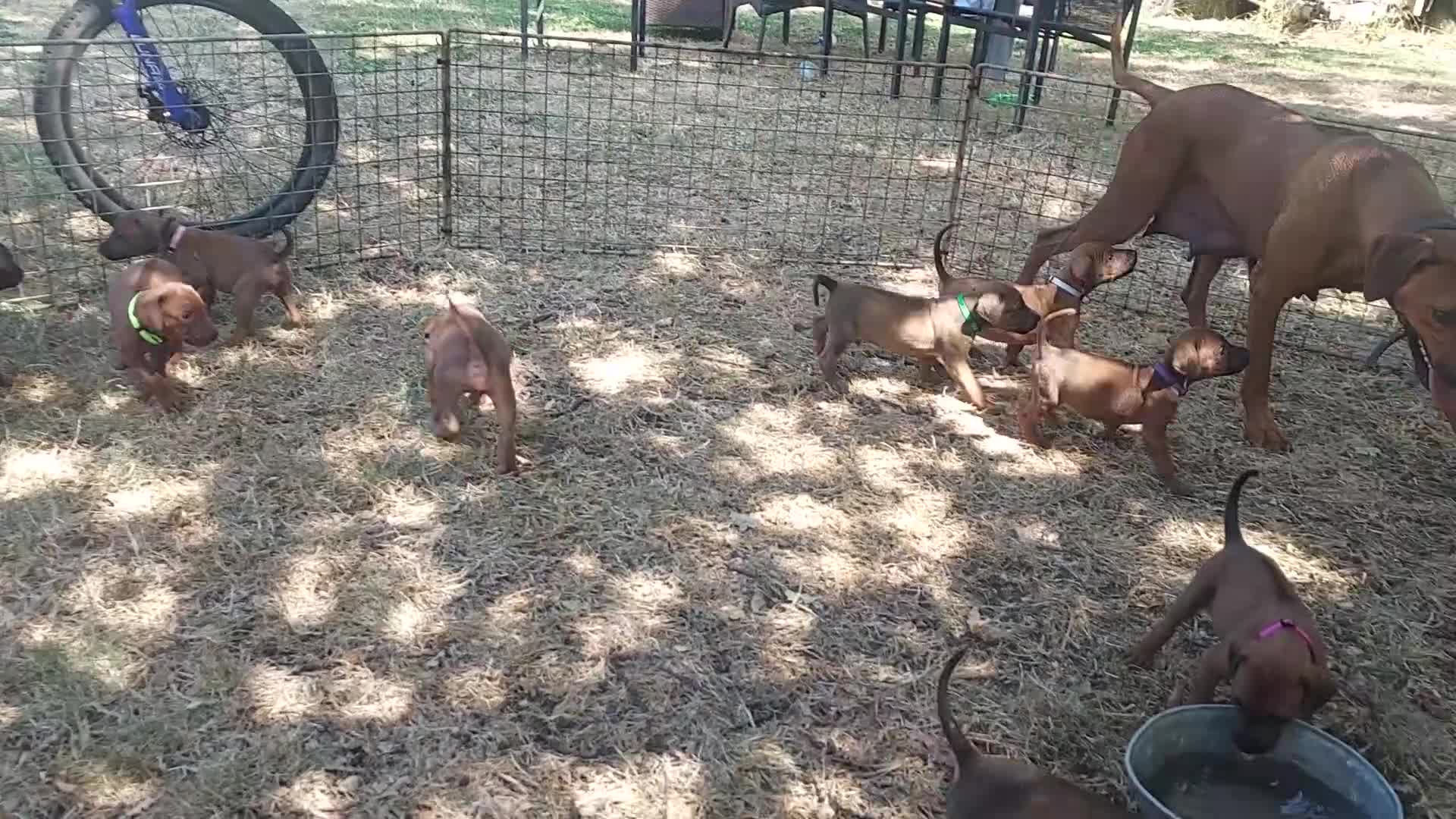 Rhodesian Ridgeback dogs for sale: Kc reg.health tested Rr puppies in Rugby - Video 2