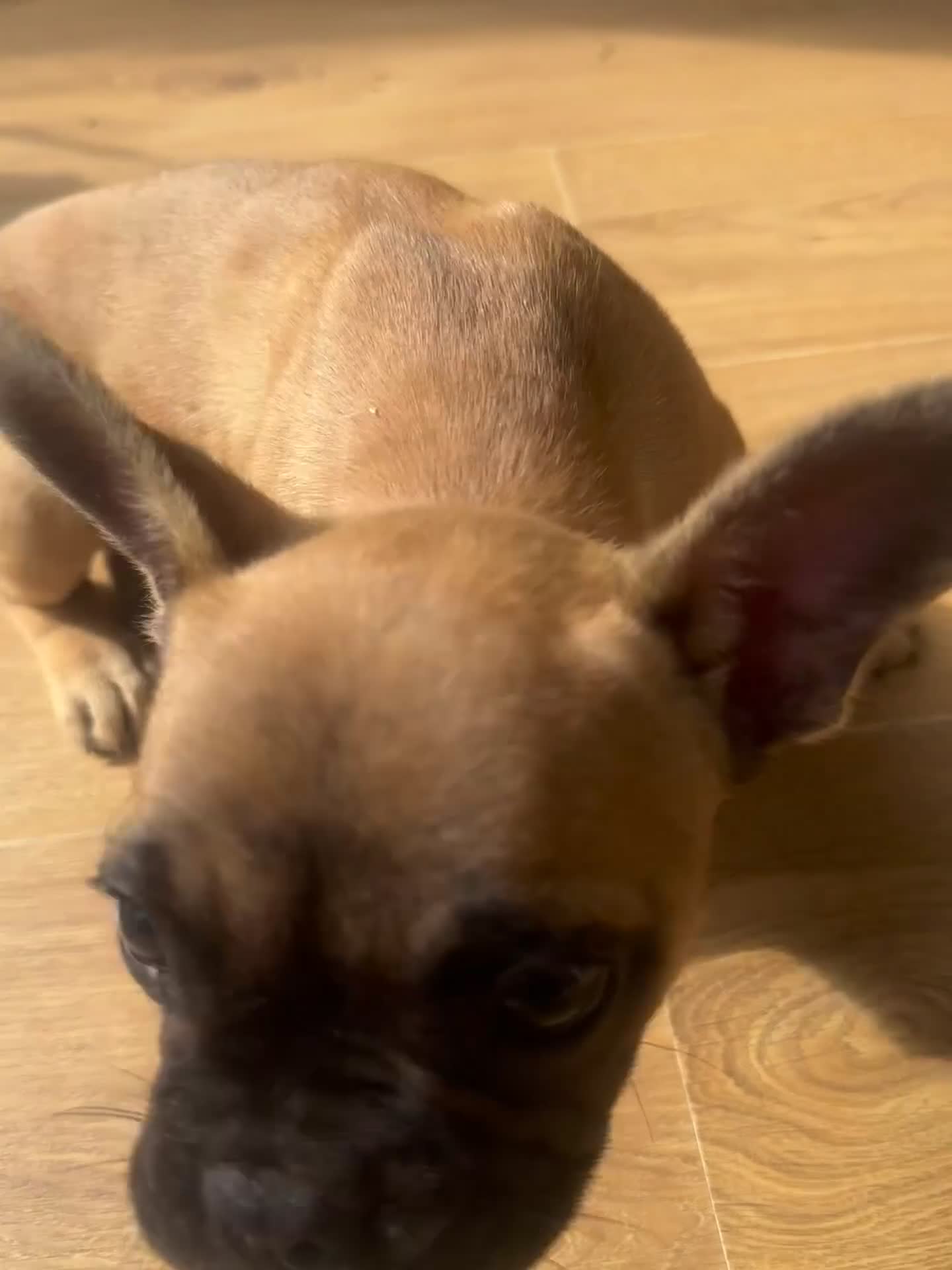 French Bulldog dogs for sale: French bull dogs  in Epsom - Video 3