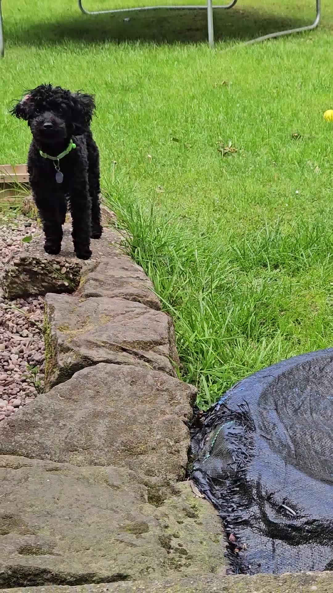Mixed Breed dogs for sale: Black Toy cockapoo Female 1yr in Nottingham - Video 1