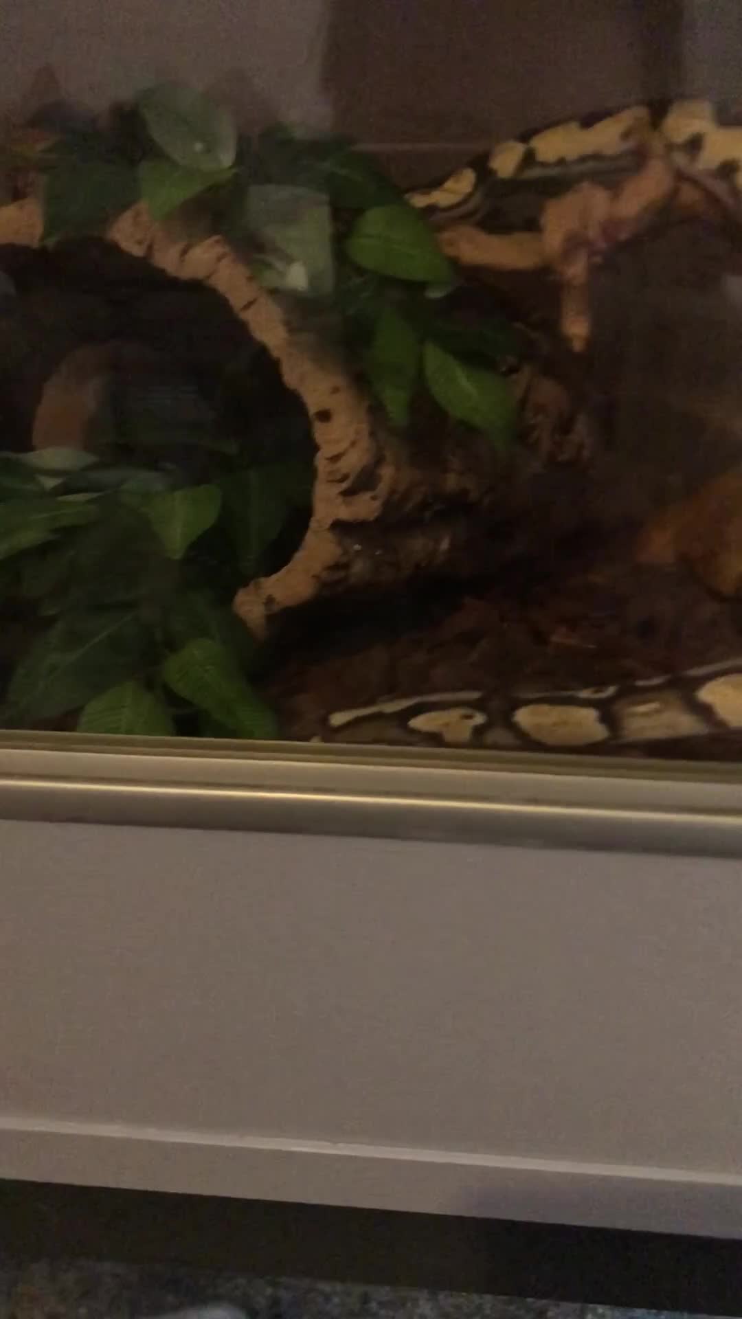 Python Snake reptiles for sale: Royal ball python (female) - Video 1
