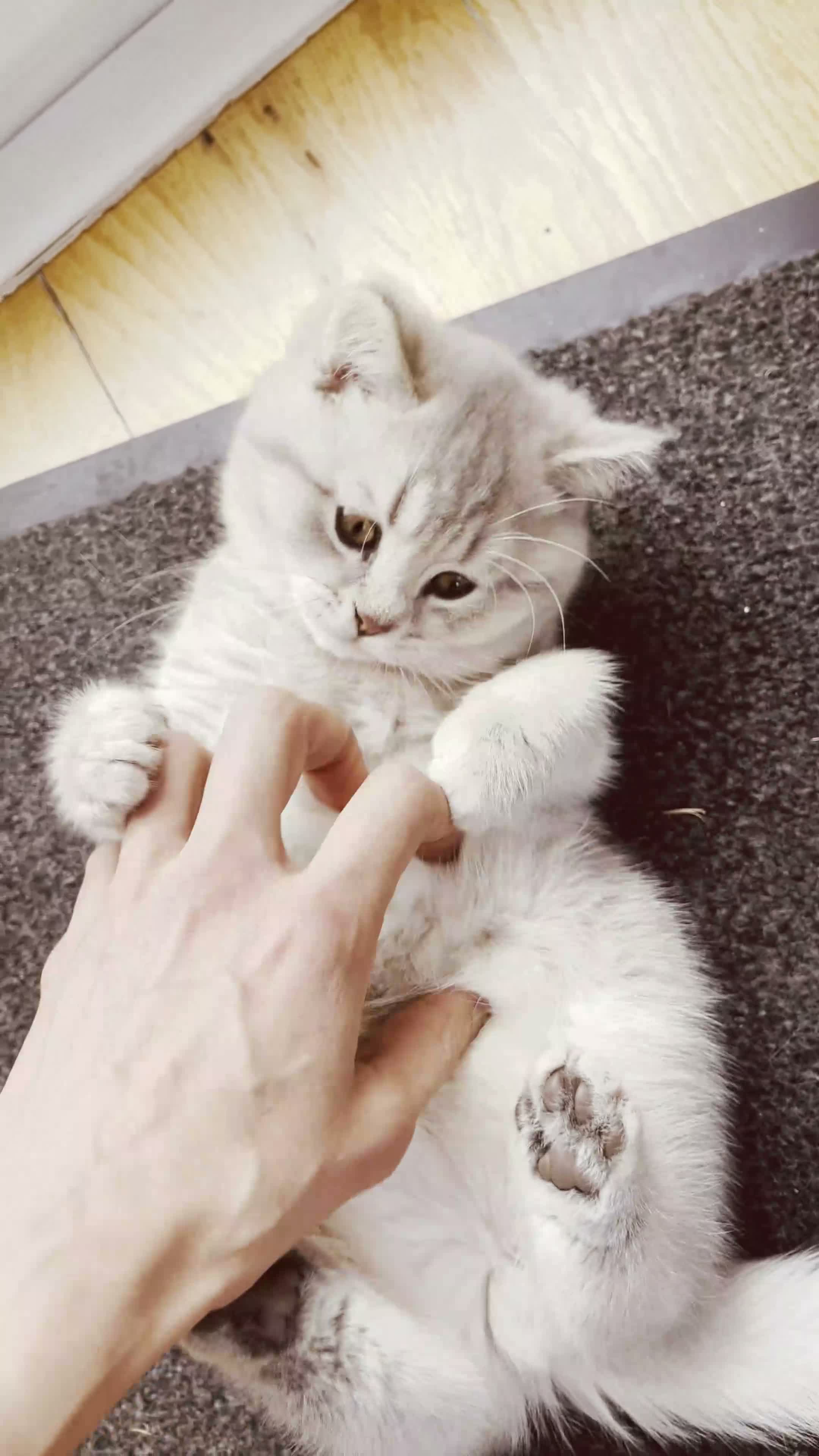 British Shorthair cats for sale: A Girl Available- GCCF/TICA British Shorthair  - Video 2