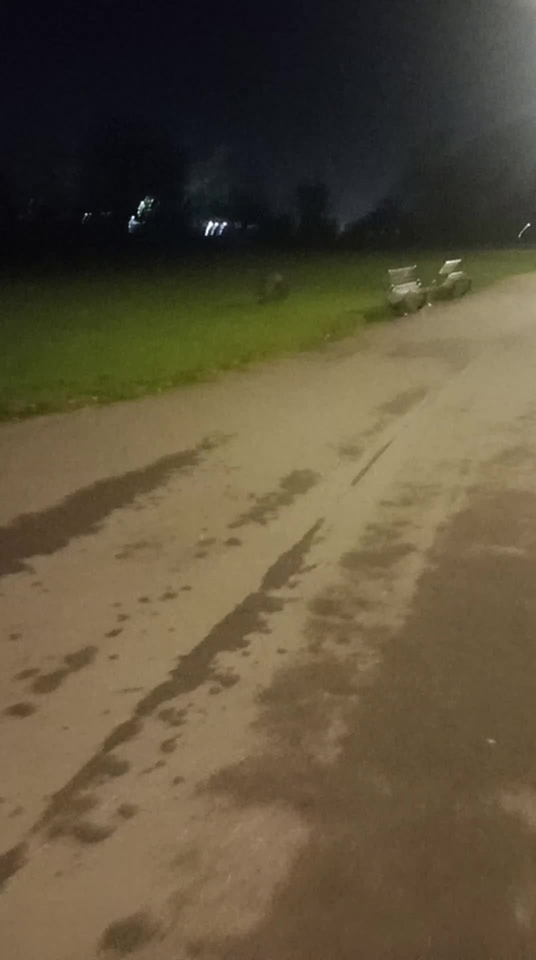 Cane Corso dogs for sale: 8 months old Female Cane Corso (Narla) - Video 1