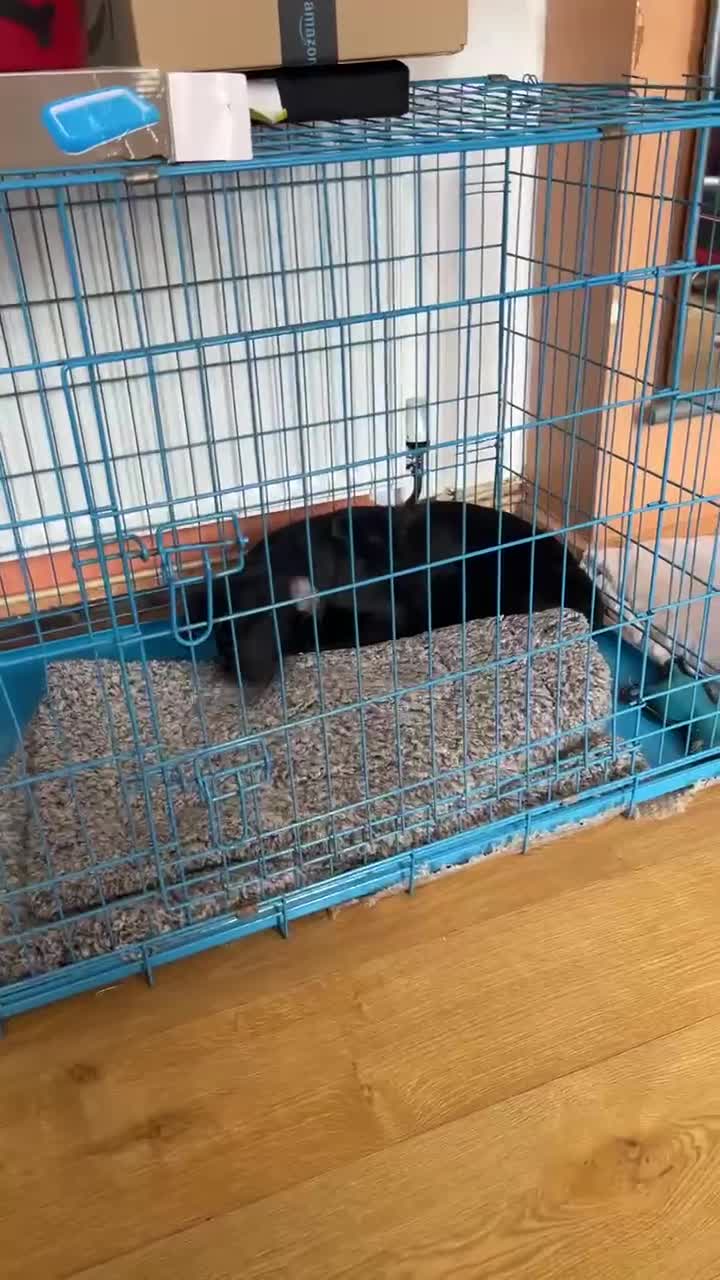Mixed Breed dogs for sale: Loki  - Video 1