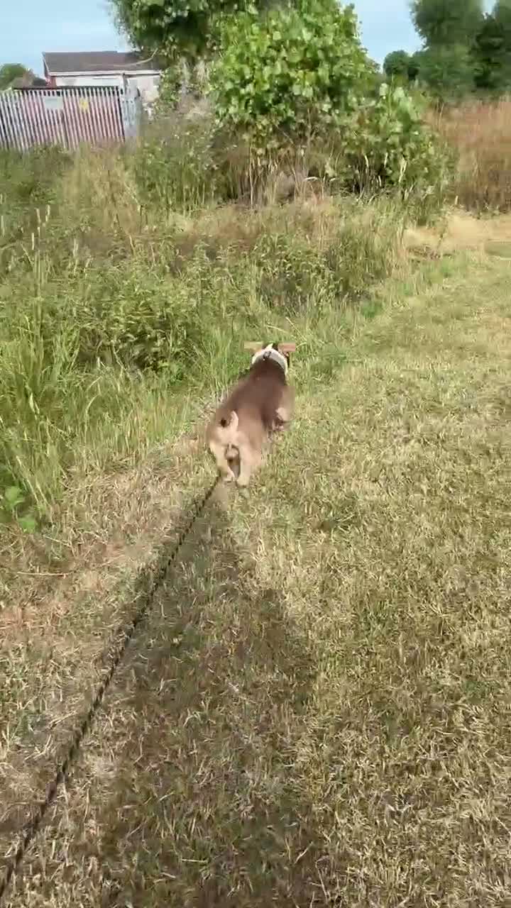 American Bully dogs for sale: Arlo - chocolate tri pocket bully🤎 - Video 3