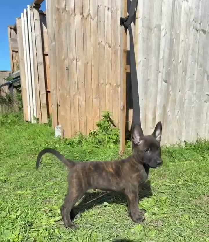 Belgian Shepherd Dog dogs for sale: Very well bred Dutch Herder Male  - Video 4