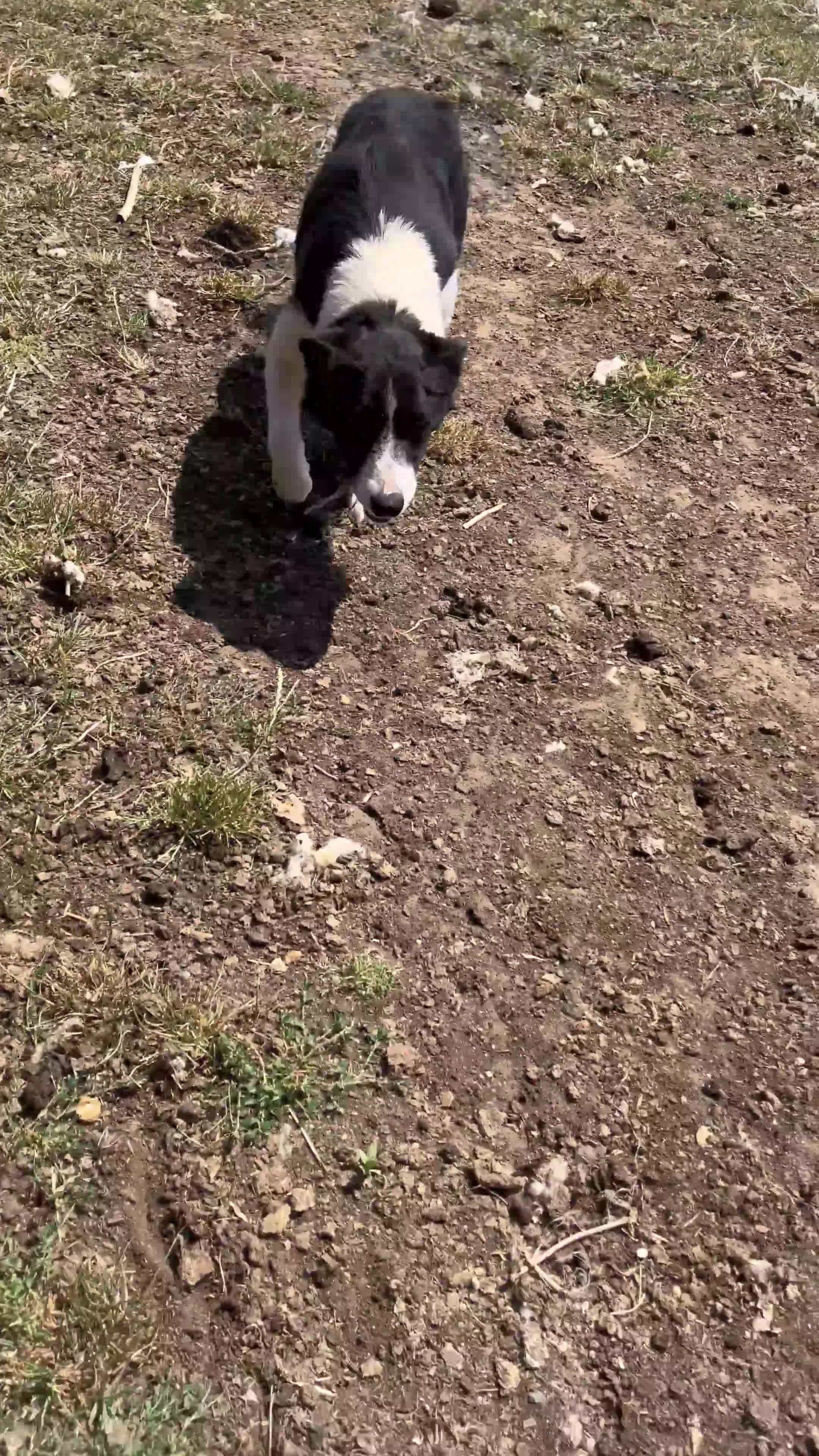 Border Collie dogs for sale: ‘Lass’ ISDS registered Border collie for sale  - Video 1