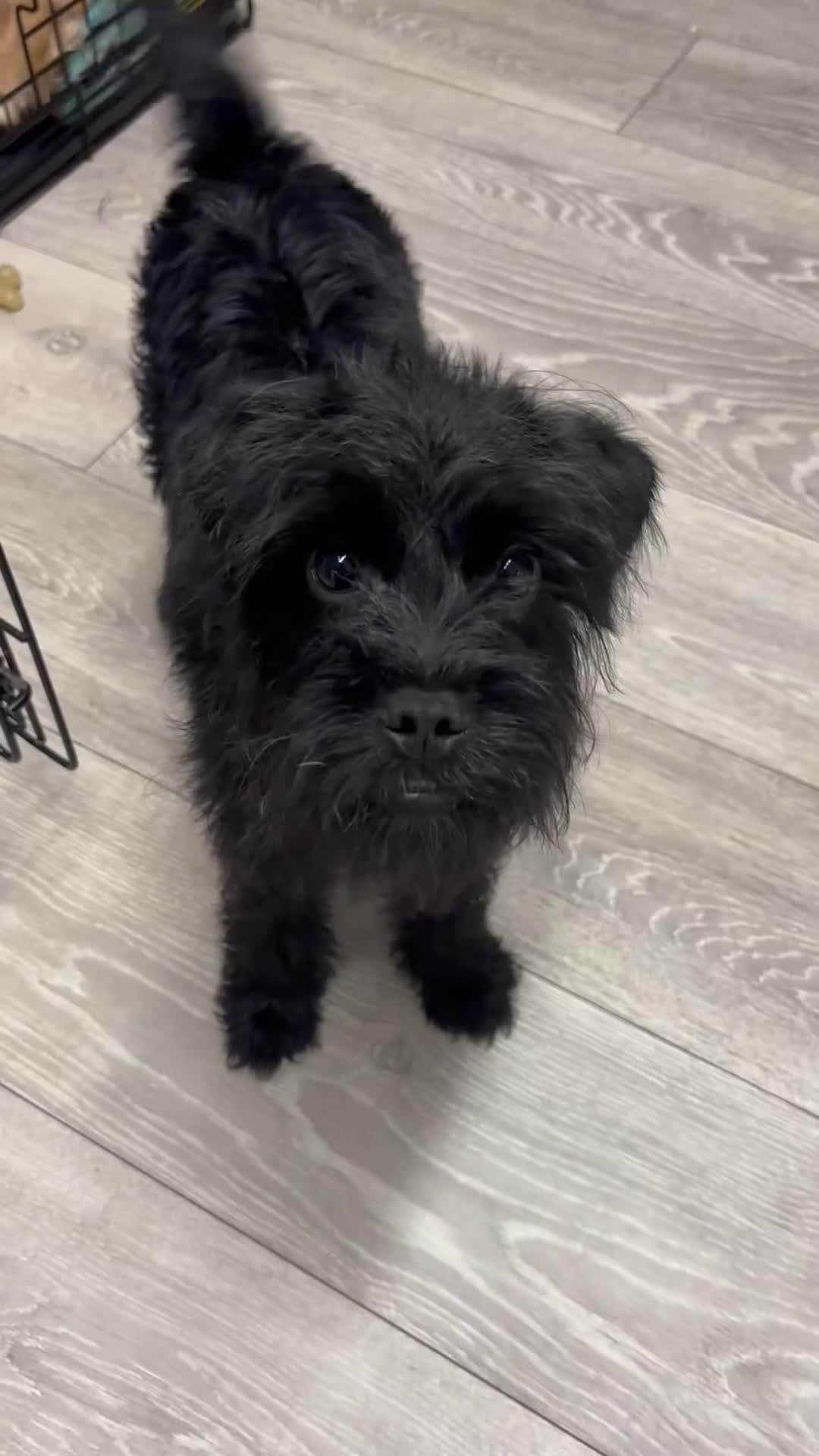 Pugapoo dogs for sale: Teddie the pugapoo in Spalding - Video 5
