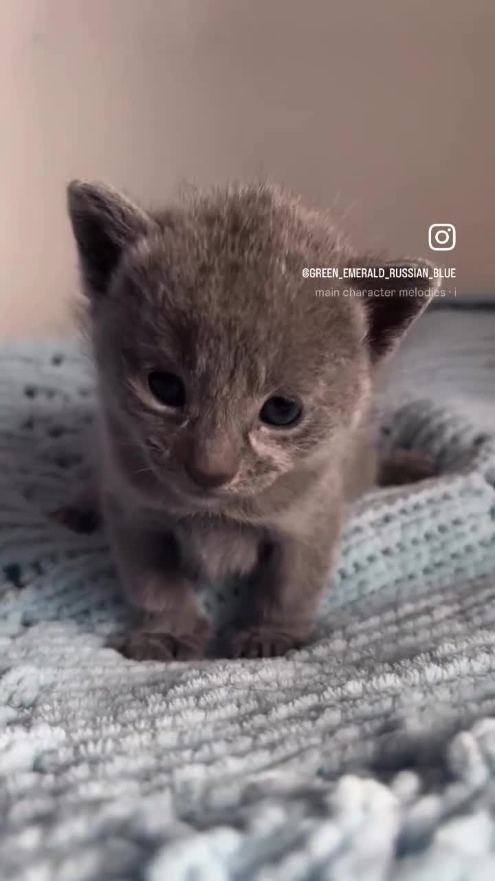 Russian Blue cats for sale: Pure pedigree Russian blue kittens  - Video 1