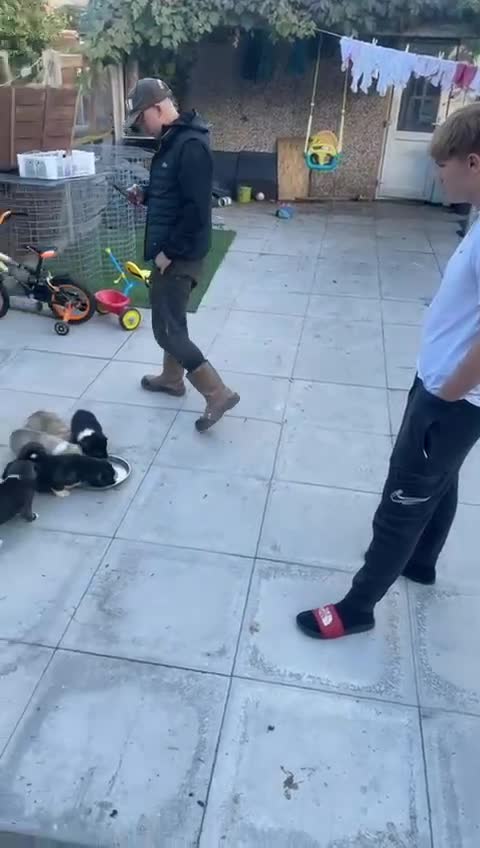 Akita dogs for stud: Chico’s finding LOVE… in Birmingham - Video 5