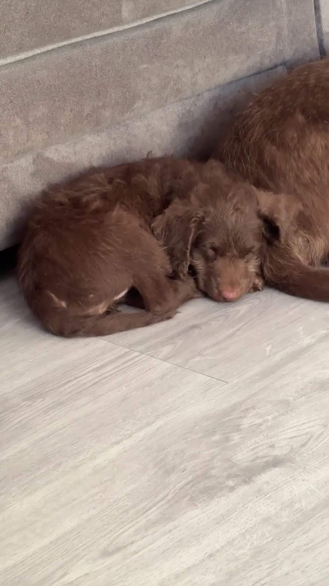 Labradoodle dogs for sale: Labradoodle puppy in Swanley - Video 1