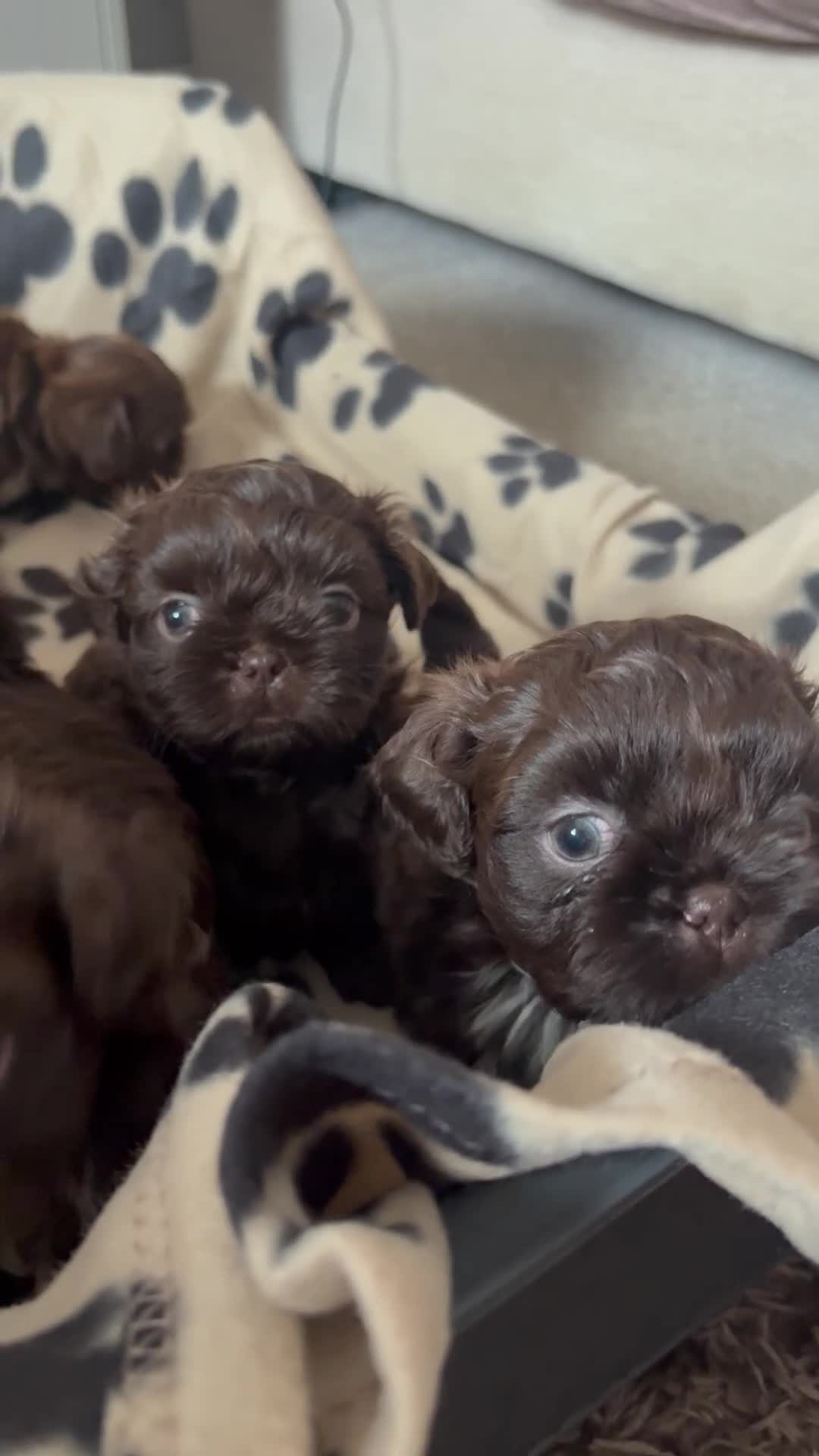Shih Tzu dogs for sale: Beautiful litter of chocolate Shih Tzu puppies! - Video 1
