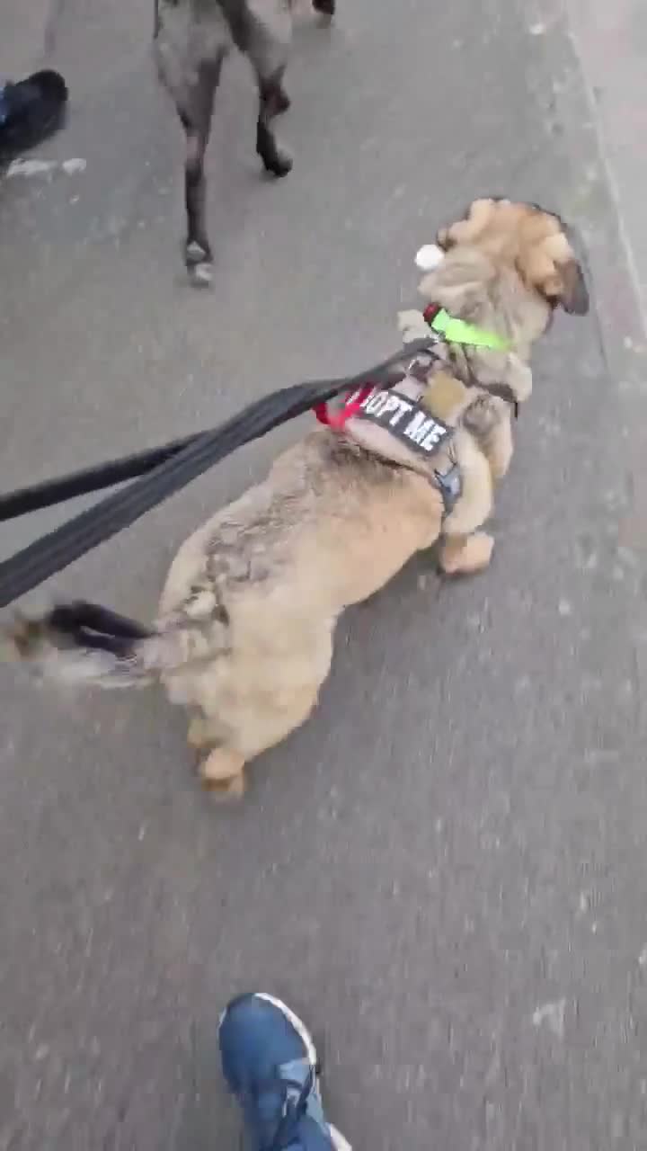 Mixed Breed dogs for adoption: Playful Philly - Video 1