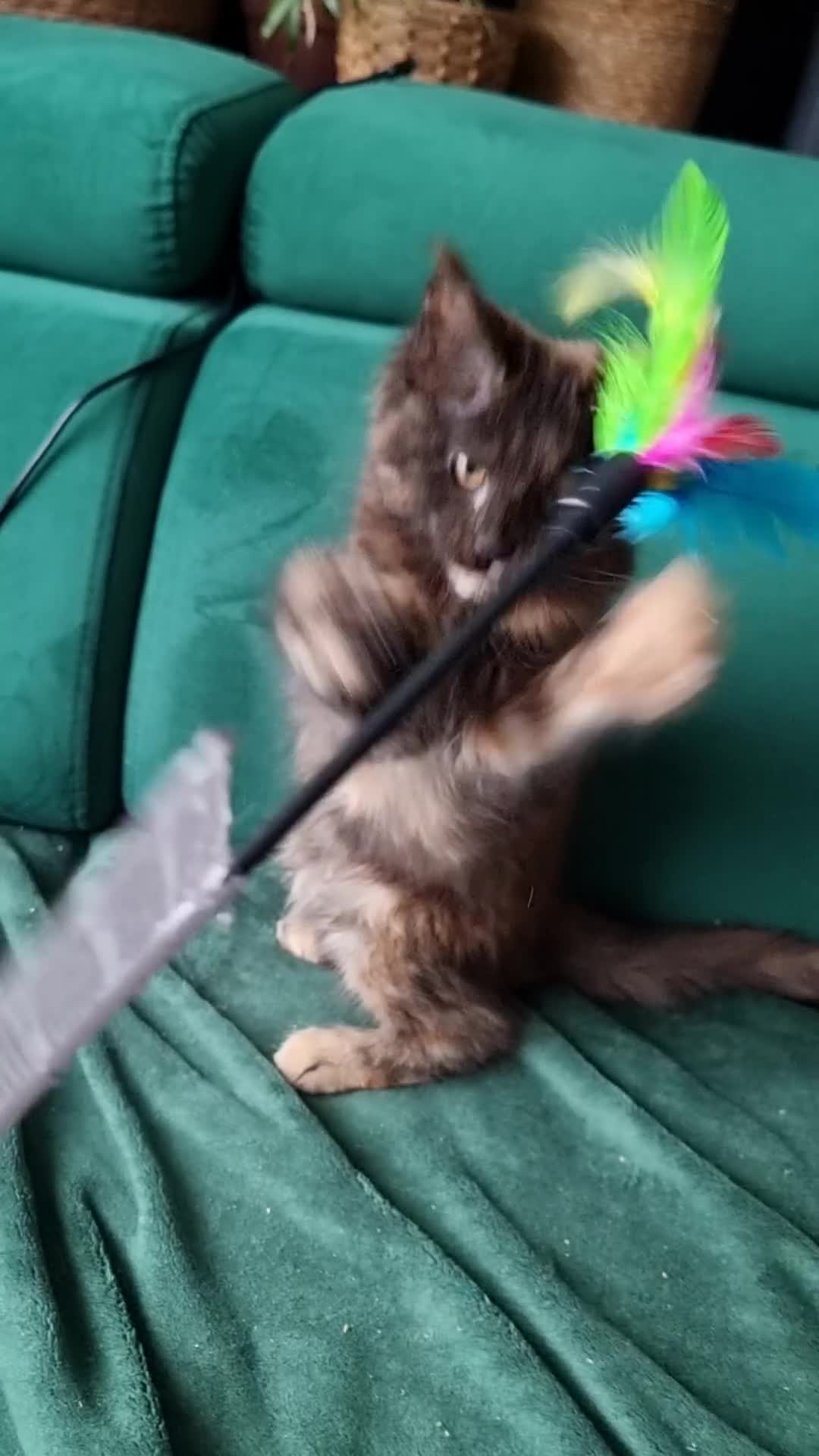 Maine Coon cats for sale: TICA REG. MAINE COON KITTENS  - Video 2