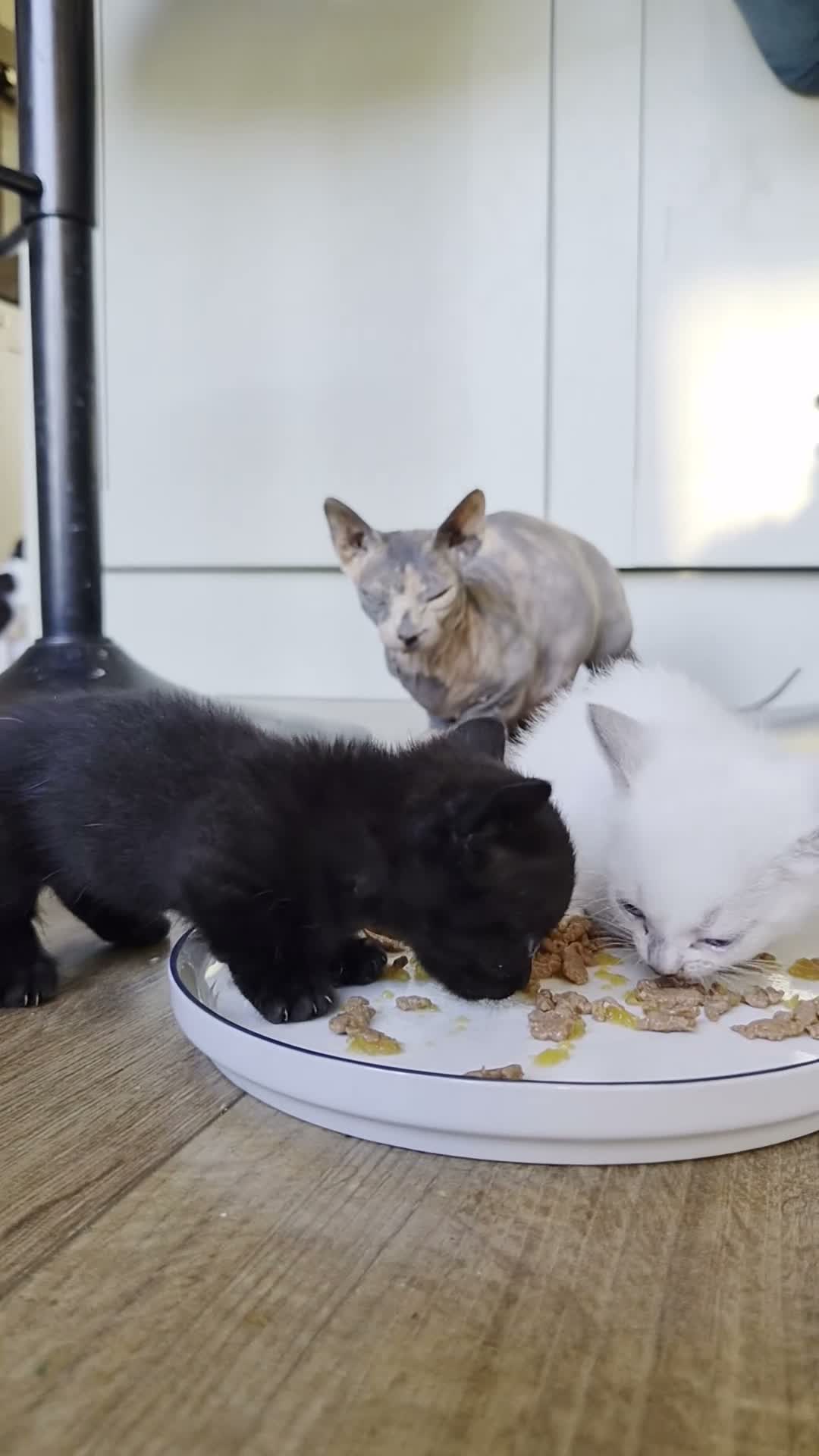 Mixed Breed cats for sale: Half pedigree bambino sphynx half bombay black ! in Tring - Video 2