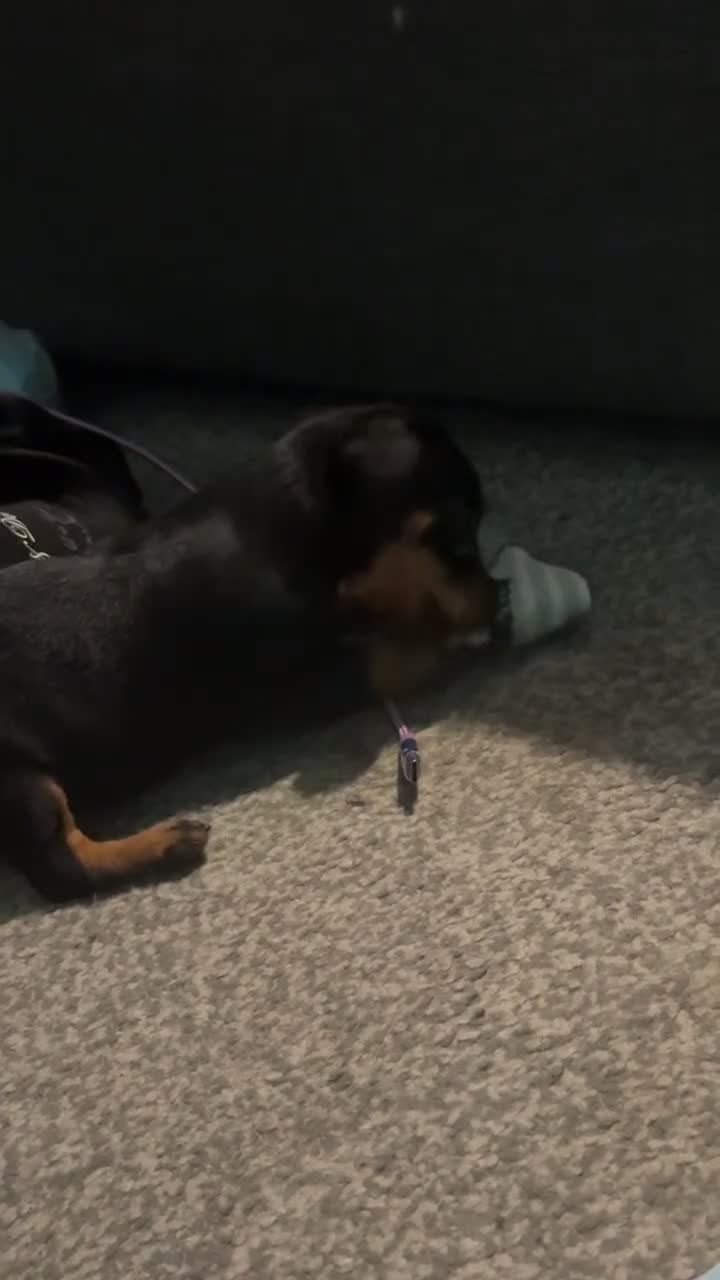 Dachshund dogs for sale: Dachshund  in London - Video 2