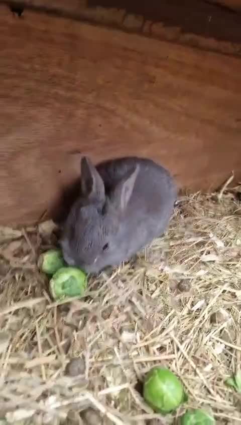 Continental Giant rabbits for sale: 3 Continental giant rabbit babies - Video 1