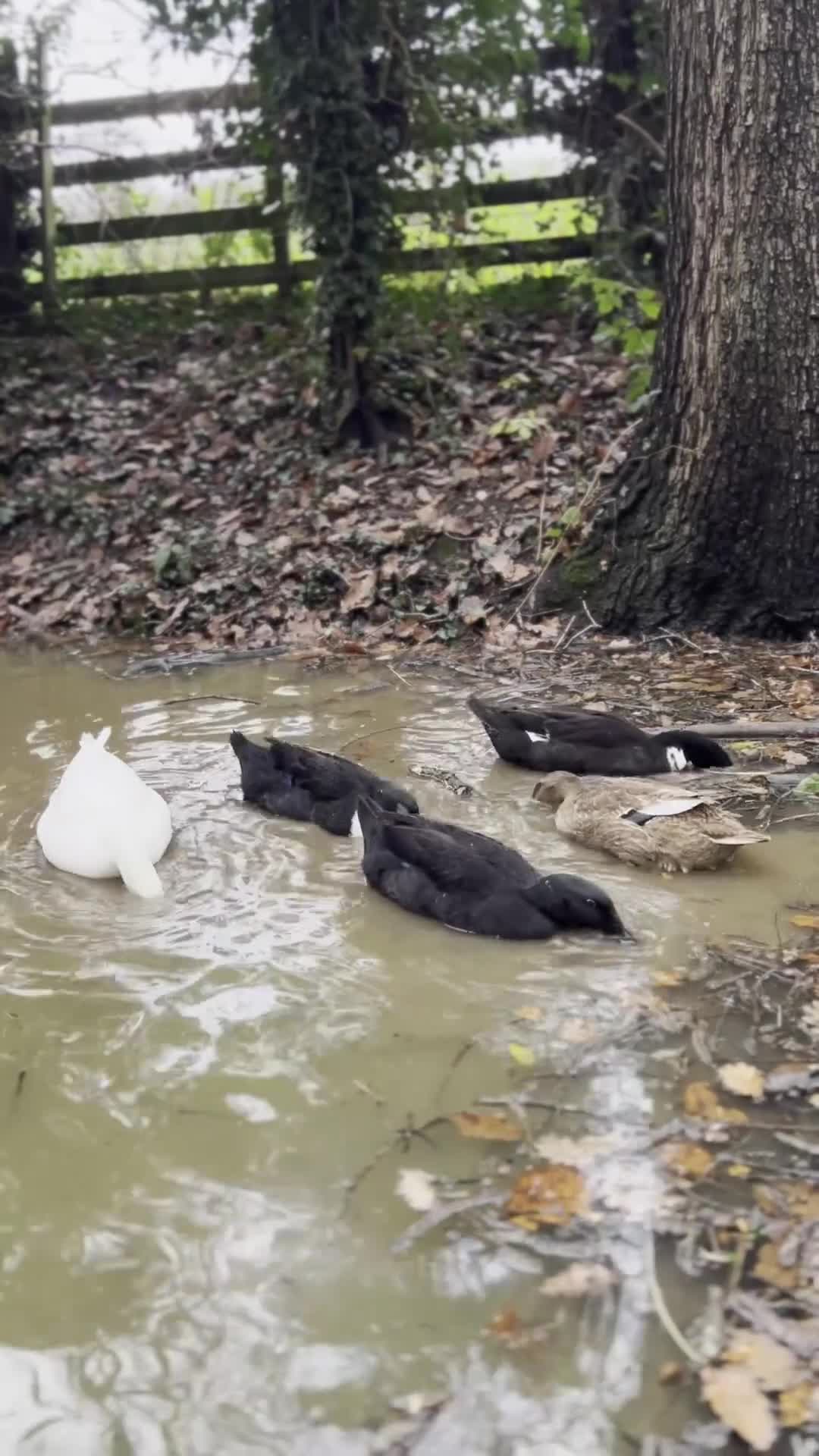 Ducks poultry for sale: Ducks Healthy  & Ready for New Homes! 🦆 - Video 1