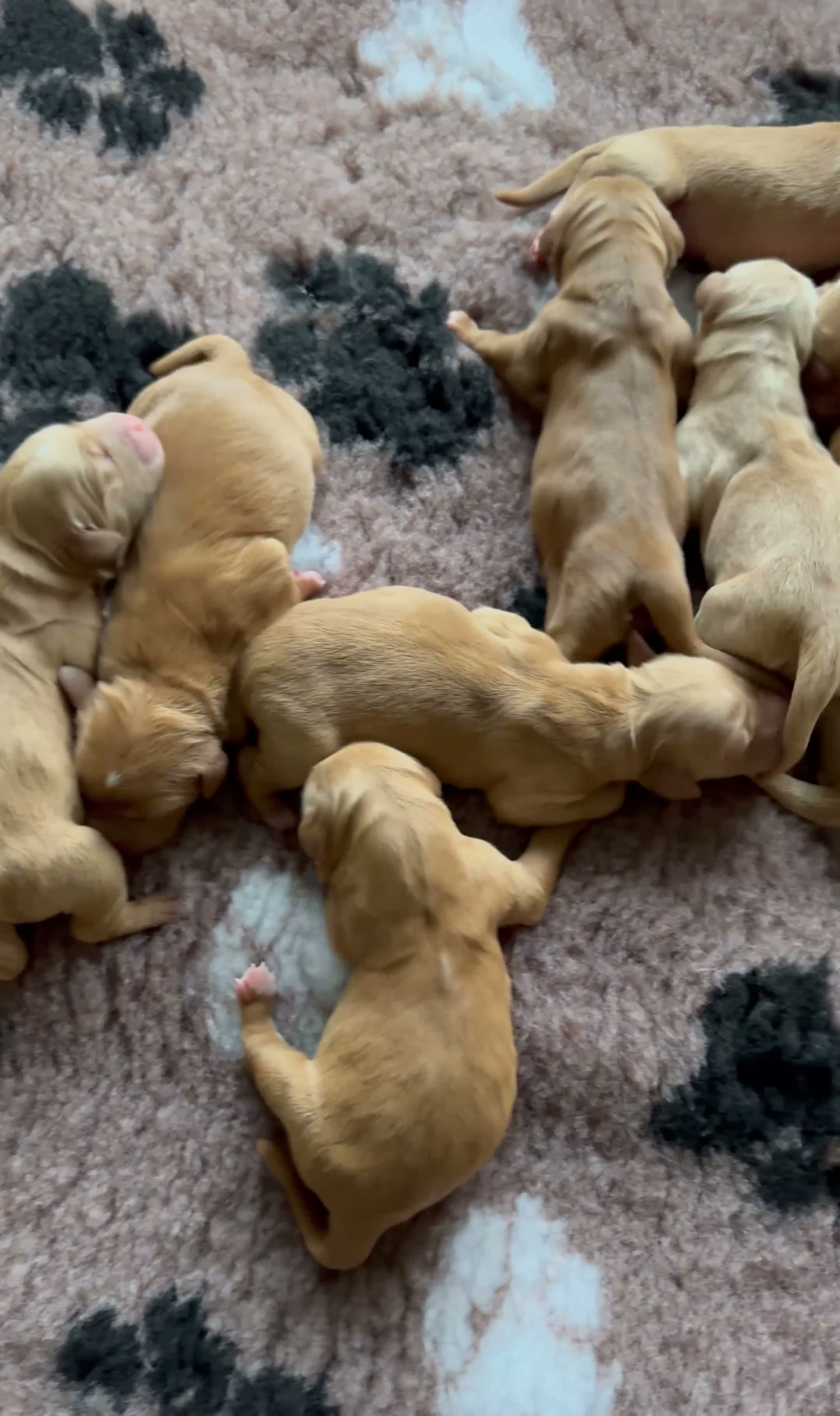 Golden Retriever dogs for sale: Golden retriever puppies for sale - Video 1