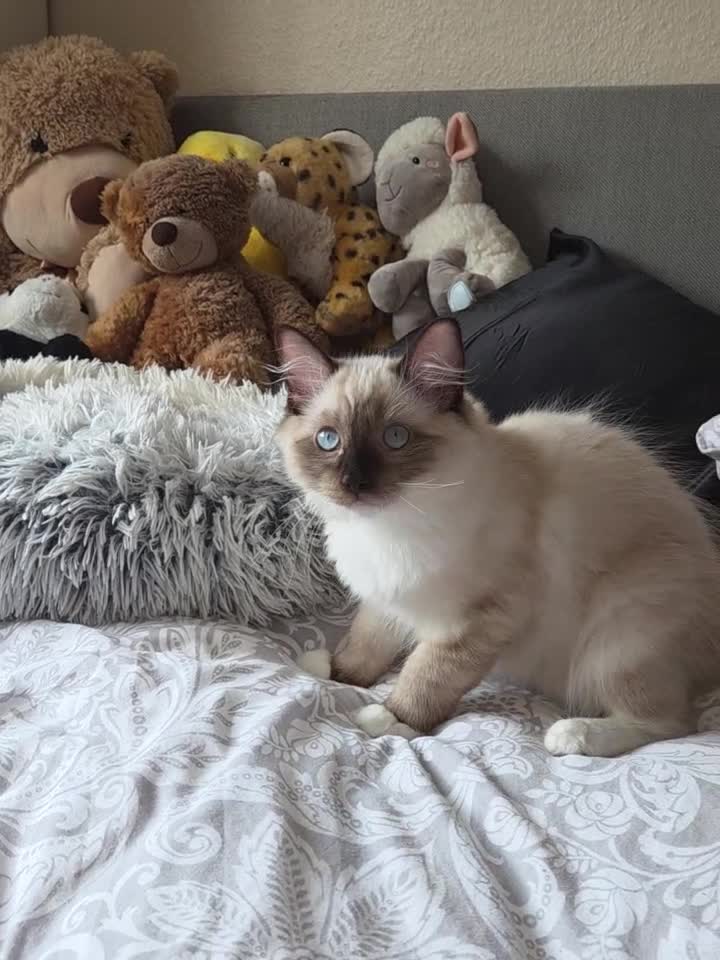Ragdoll cats for sale: Fluffy Ragdoll Kittens  - Video 1