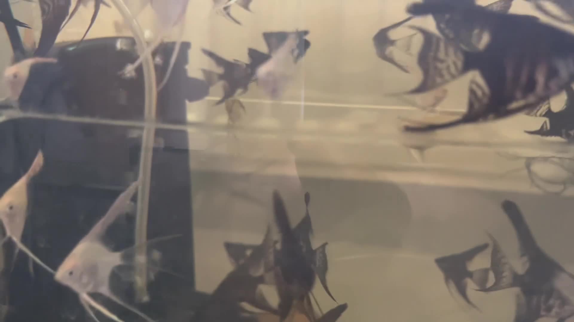 Angelfish fish for sale: Black ghost pinoy angelfish. Shortfin. Stunning.  - Video 2