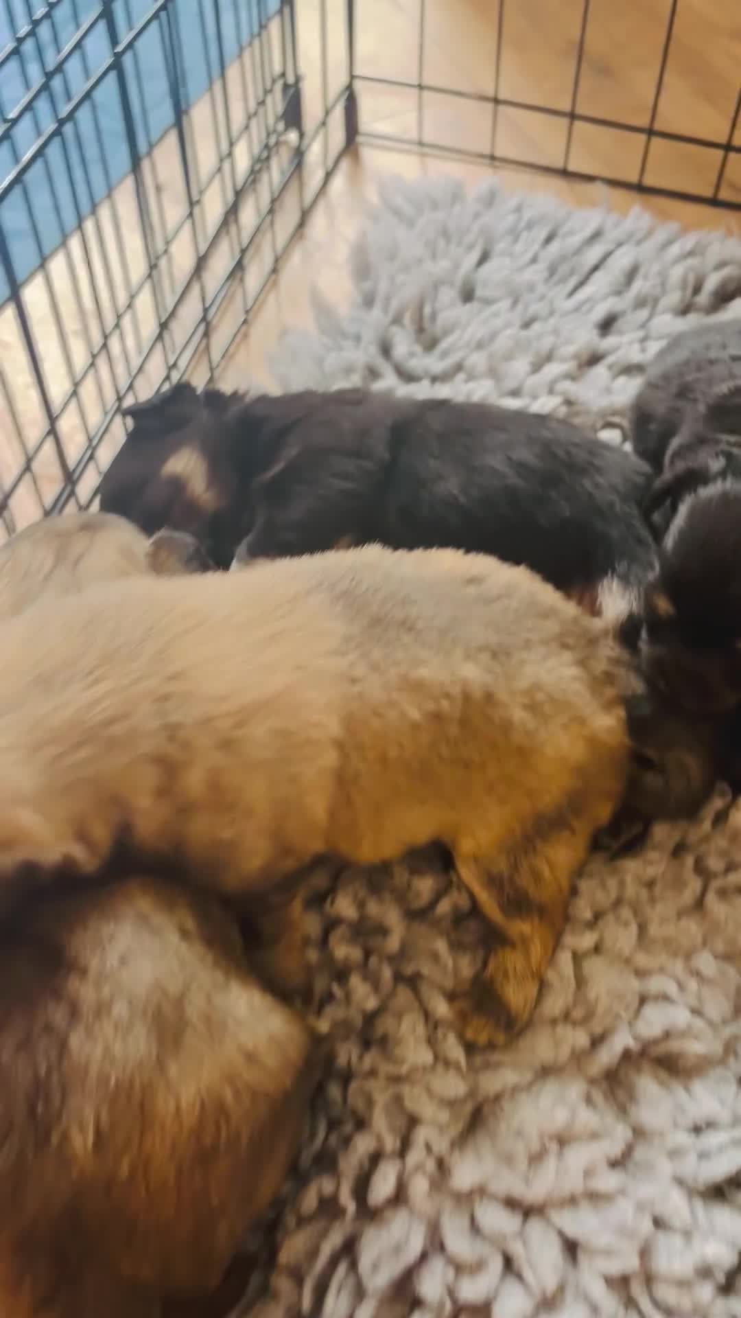 Chihuahua dogs for sale: 🐾 Adorable Chihuahua Puppies for Sale 🐾 - Video 1