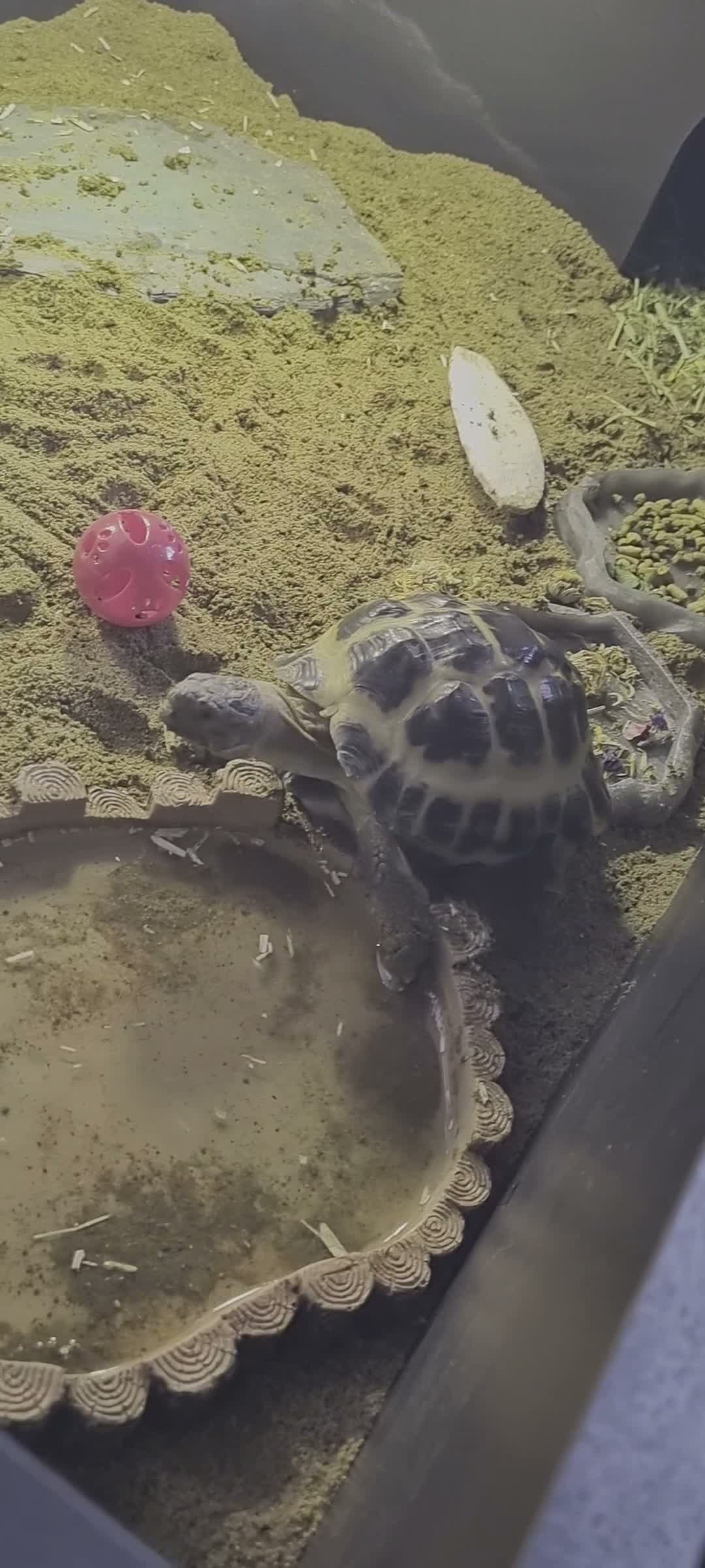 Tortoise reptiles for sale: Horsefield tortoise for sale  in Basildon - Video 1
