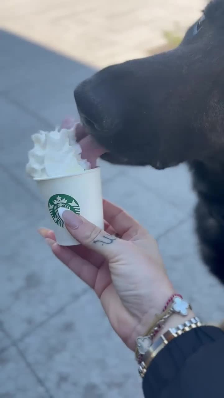 German Shepherd dogs for sale: Tyshunde memphis - Video 3