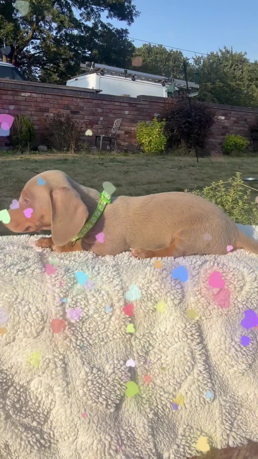 Miniature Dachshund dogs for sale: 2 Isabella & tan boys left in Stoke-on-Trent - Video 1