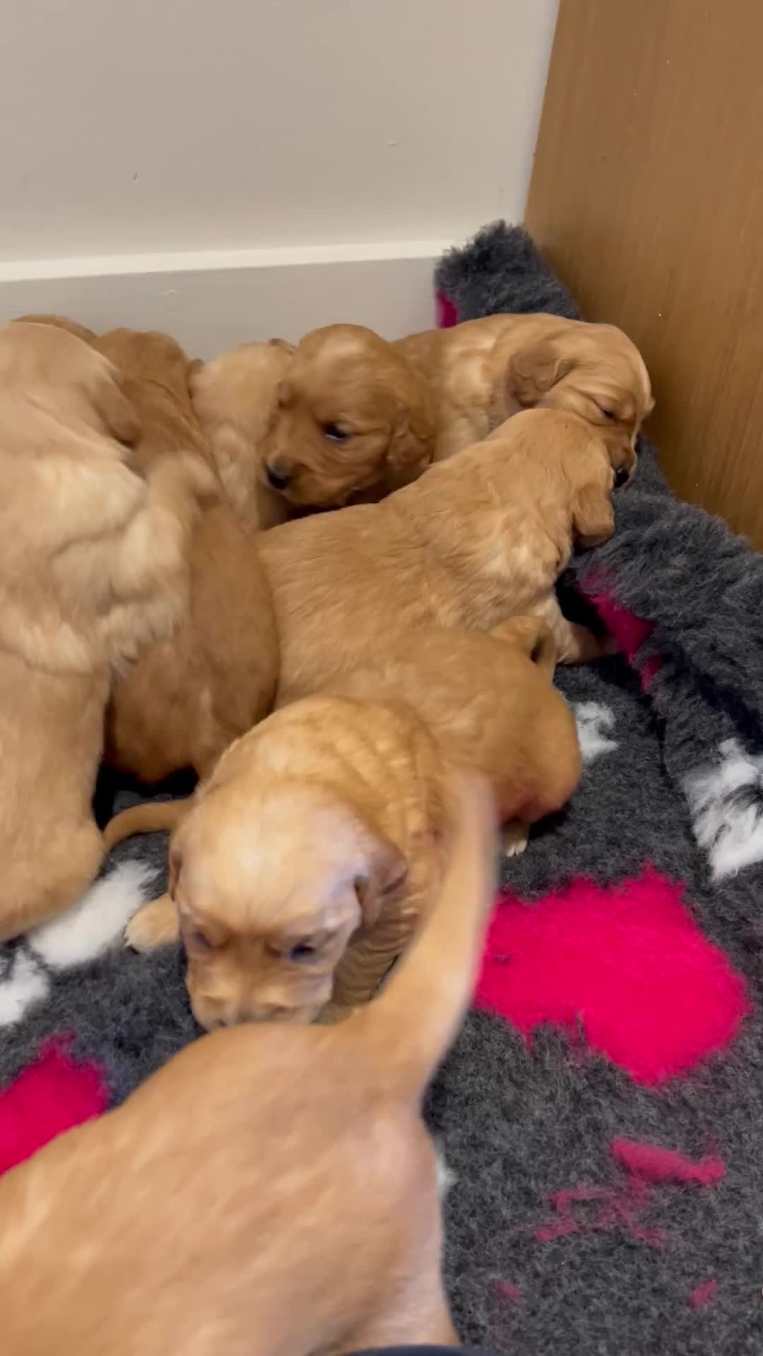 Golden Retriever dogs for sale: Beautiful kc reg golden retriever puppies  - Video 2