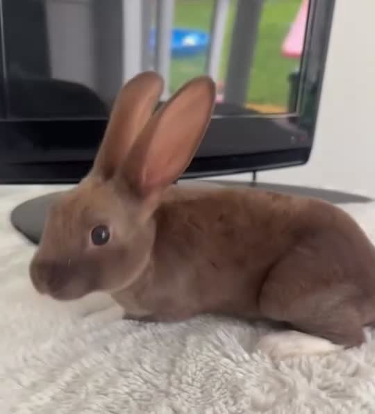 Mini Lop rabbits for sale: Mini Lop male & Mini Rex male - Video 1