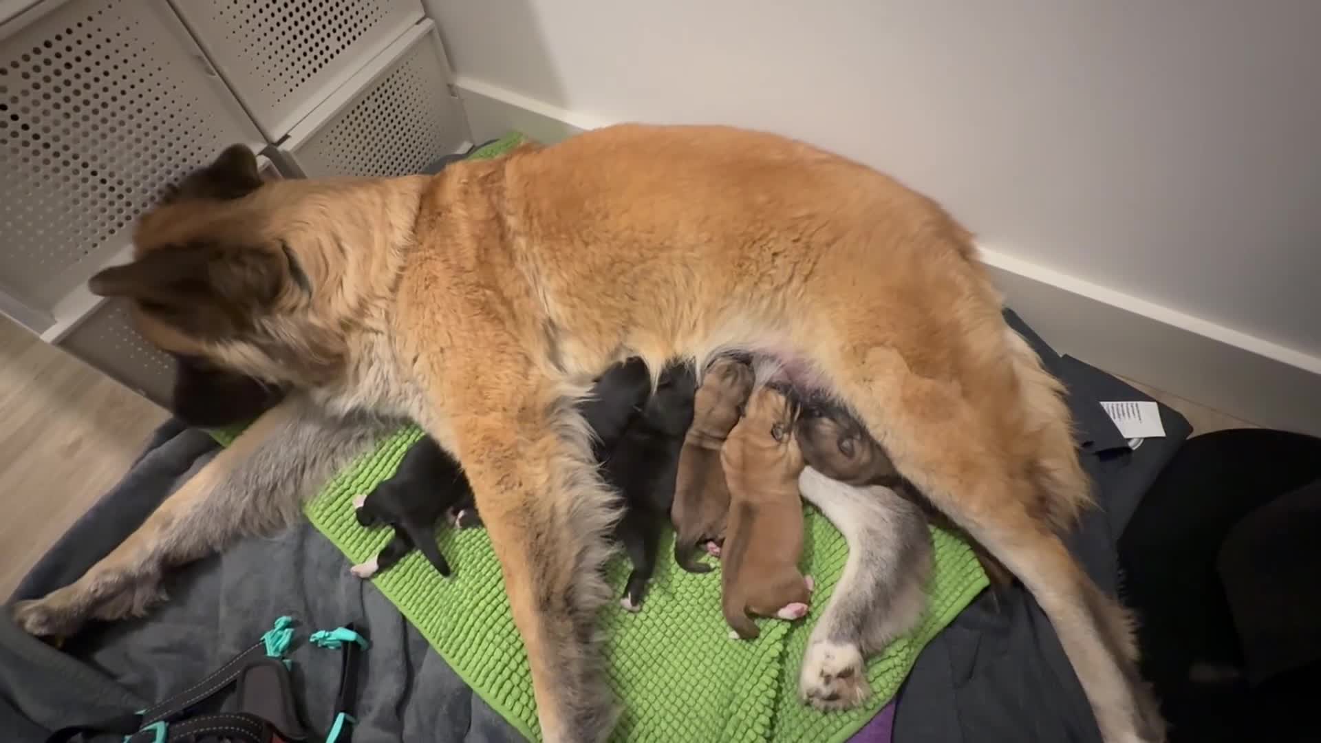 Akita dogs for sale: American Akita puppies - Video 1