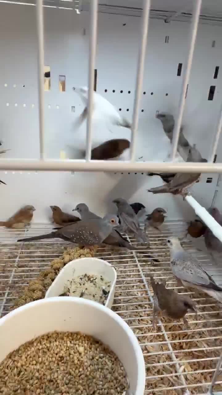 Finches birds for sale: Silverbills and bengalise finches  - Video 1