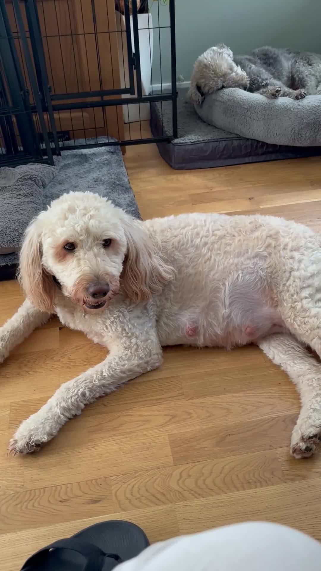 Mini Goldendoodle dogs for sale: ** 5 beautiful mini golden doodle puppies ** in Swindon - Video 3