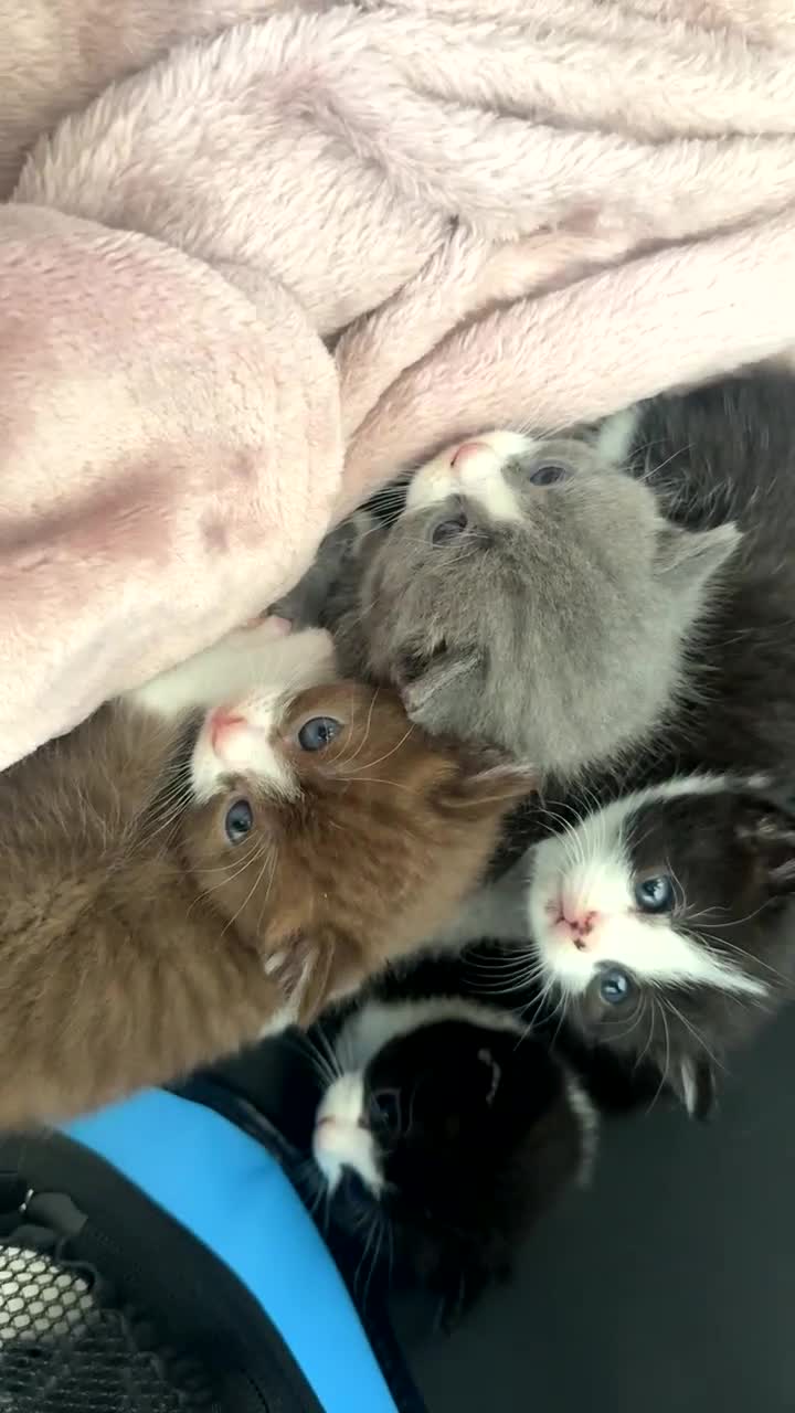 British Shorthair cats for sale: British shorthair kittens - Video 1