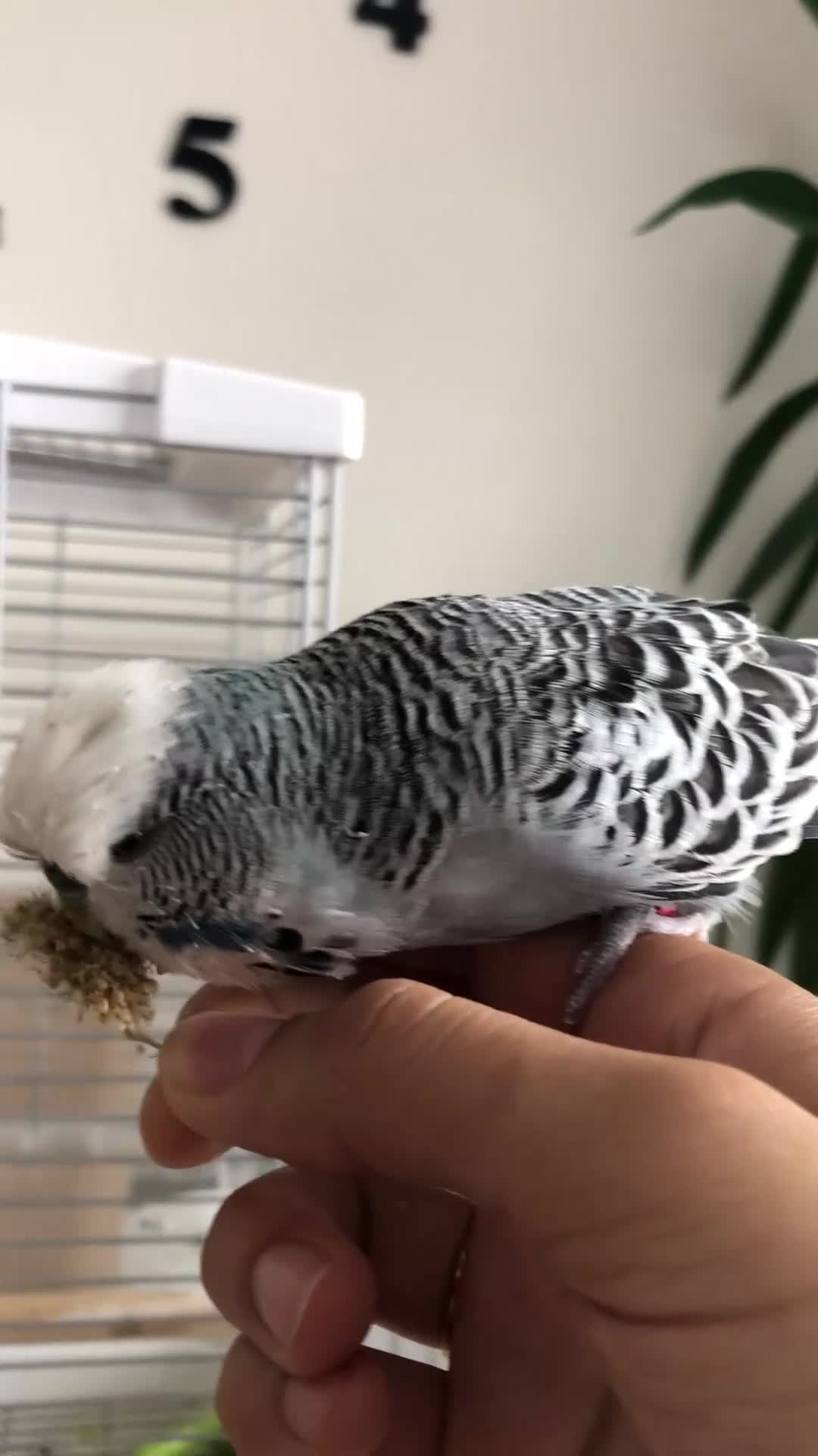 Budgerigars birds for sale: Tame Exhibition Budgie - Video 1