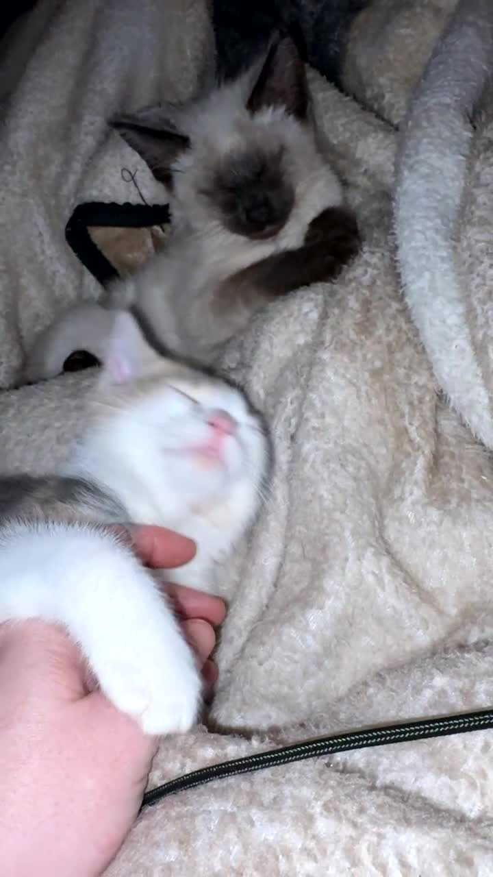 Maine Coon cats for sale: Ragcoon - Video 2