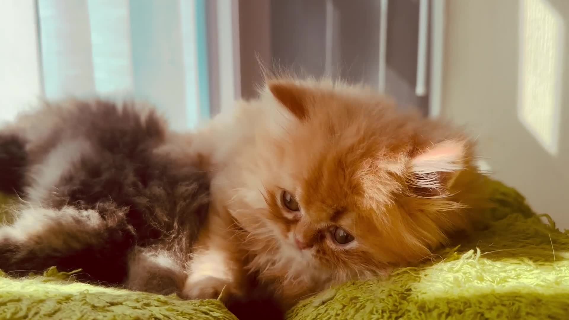 Persian cats for sale: Persian kittens - Video 1