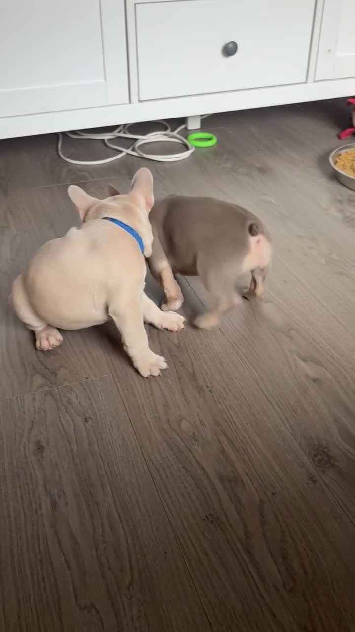 French Bulldog dogs for sale: Meet Bear 🐻 in Saint Helens - Video 4