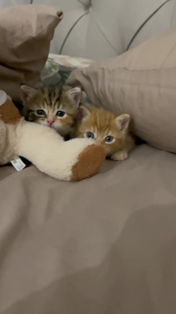 Mixed Breed cats for sale: Adorable Longhair Kittens-ready for a new home - Video 2